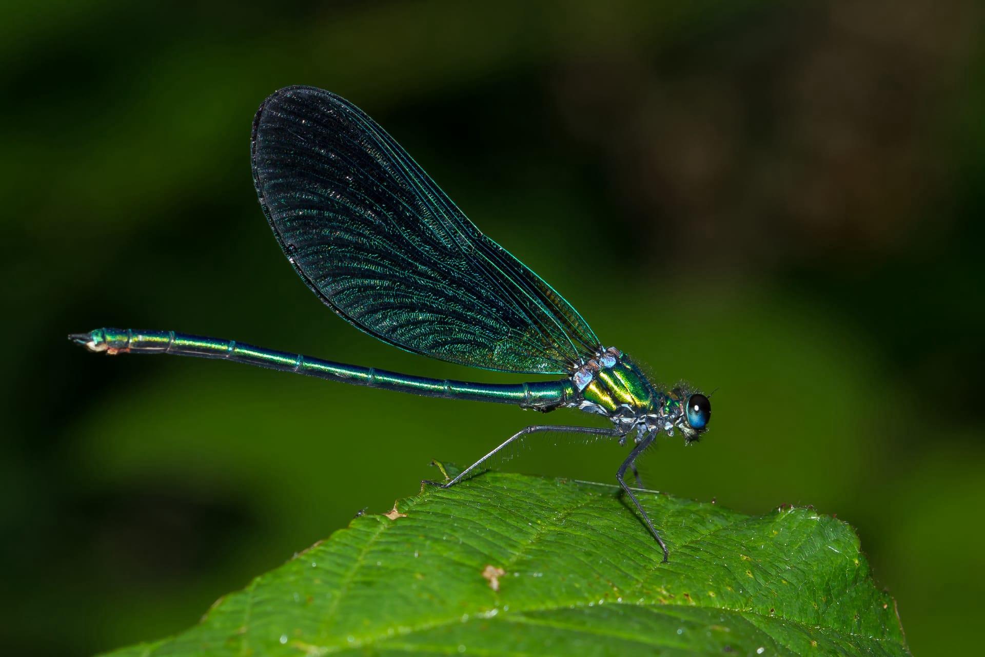 Blue dragonfly pictures