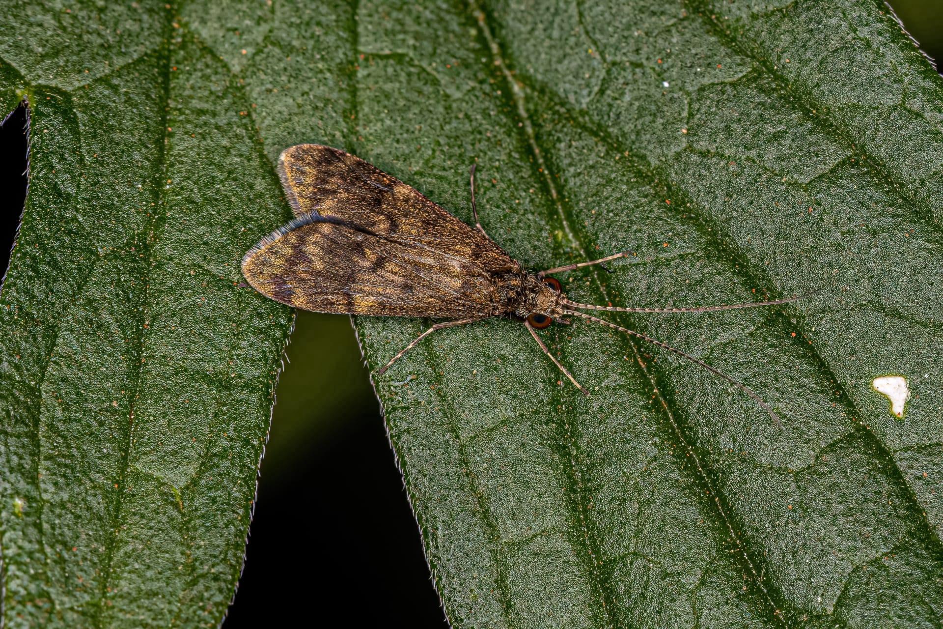 Caddisfly pictures