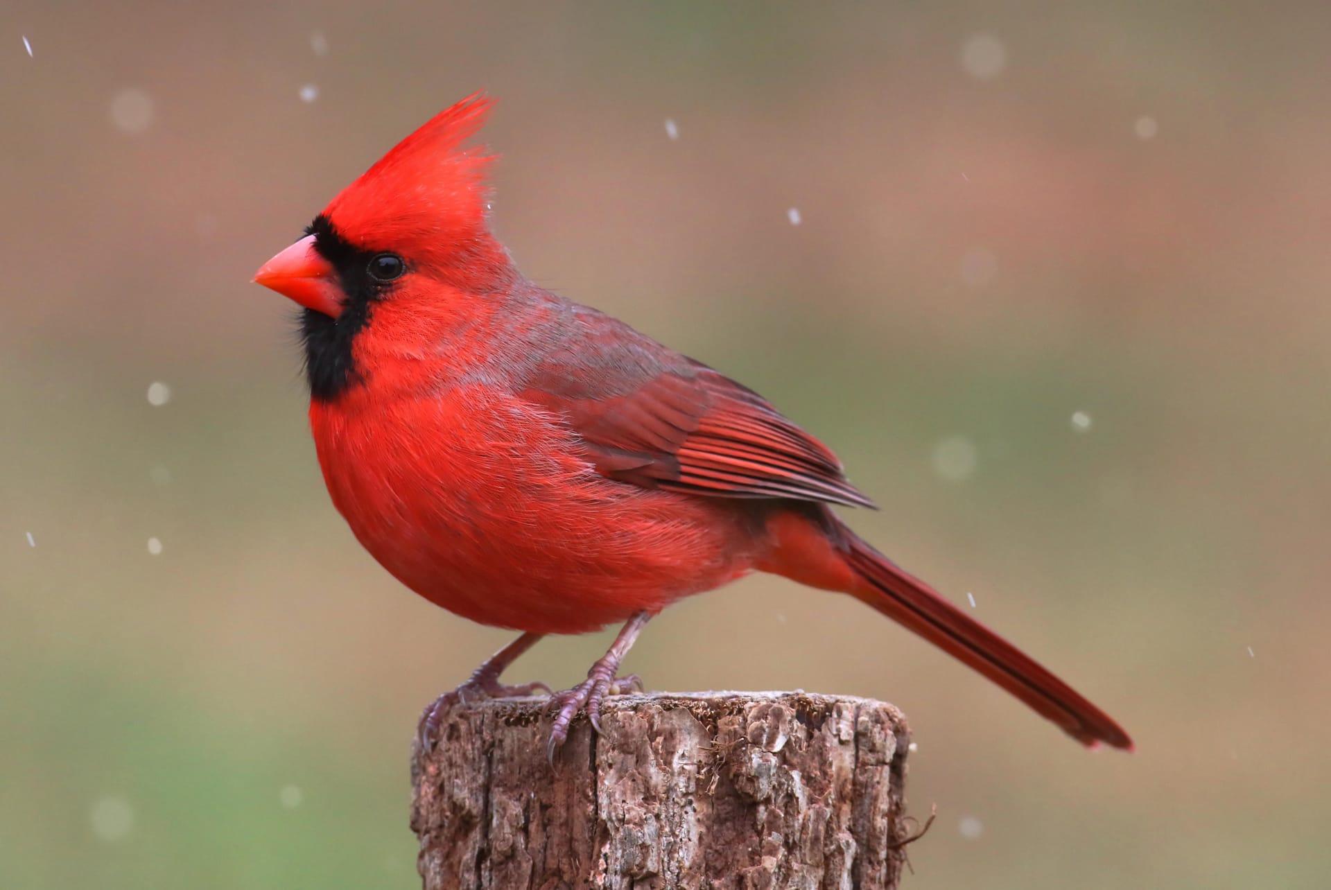 Cardinal pictures