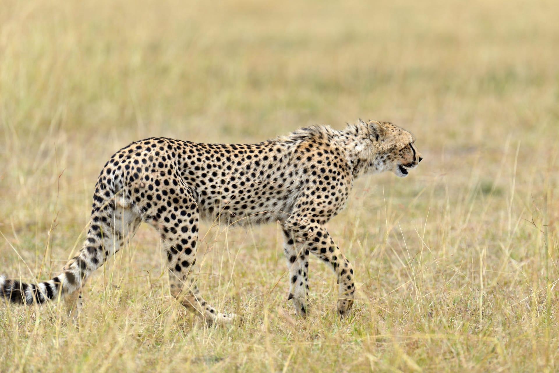 Cheetah pictures