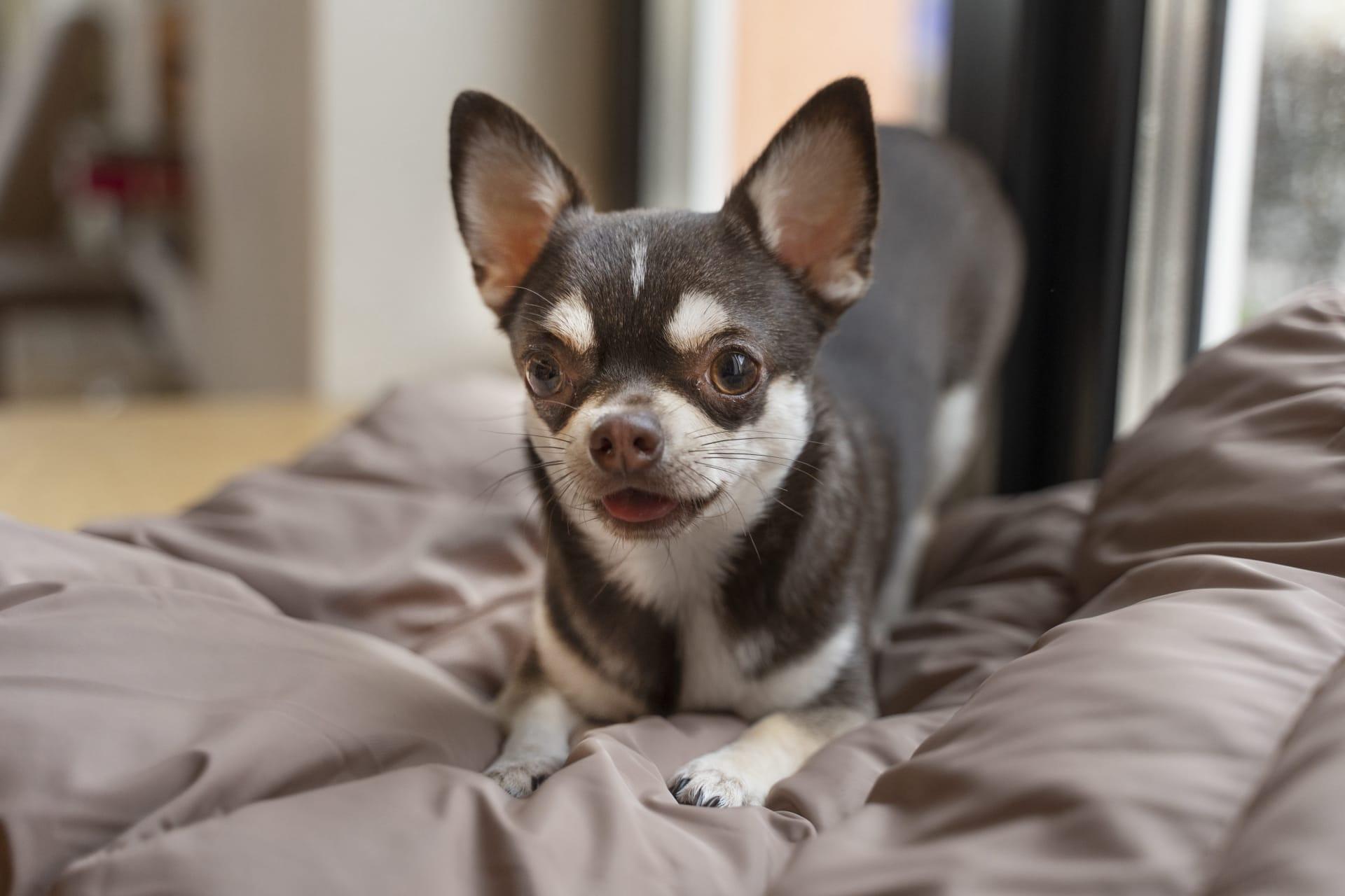 Chihuahua pictures