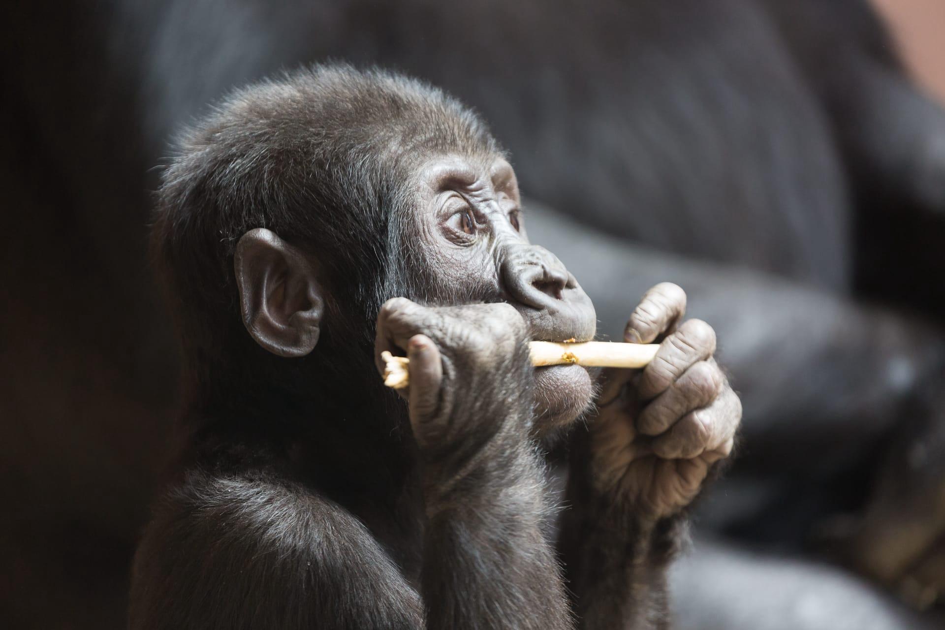 Chimpanzee pictures
