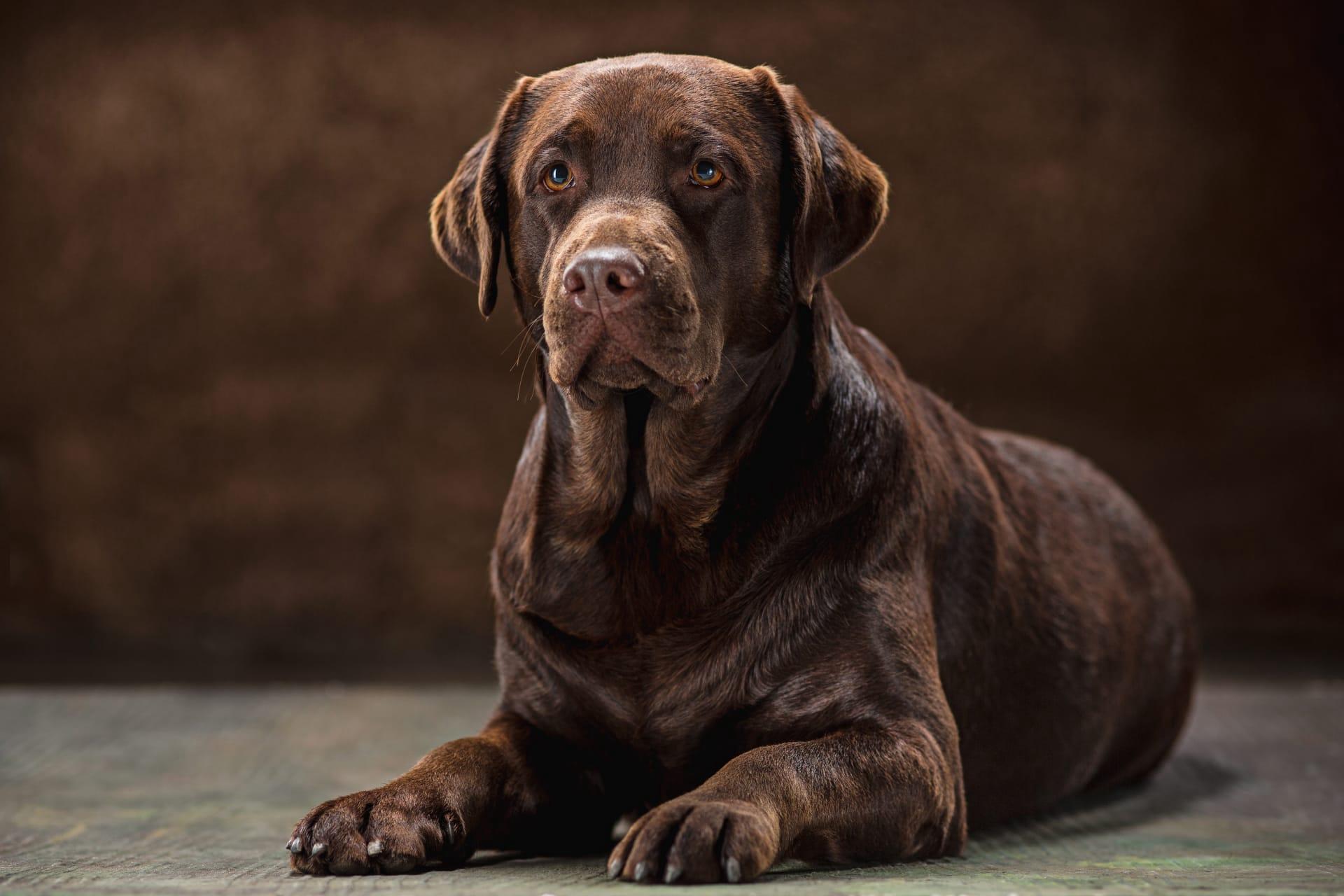 Chocolate lab pictures