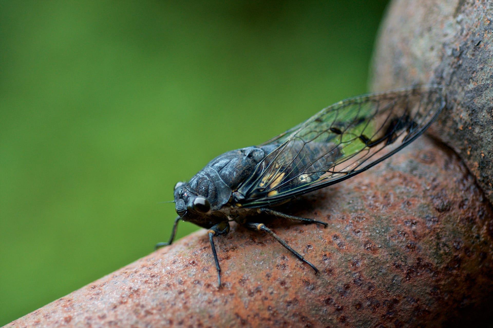 Cicada bug pictures