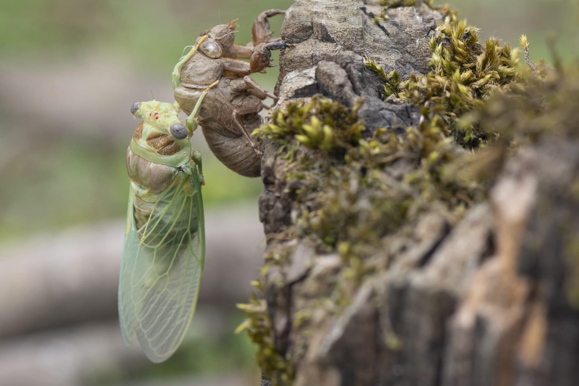 Cicada bug pictures