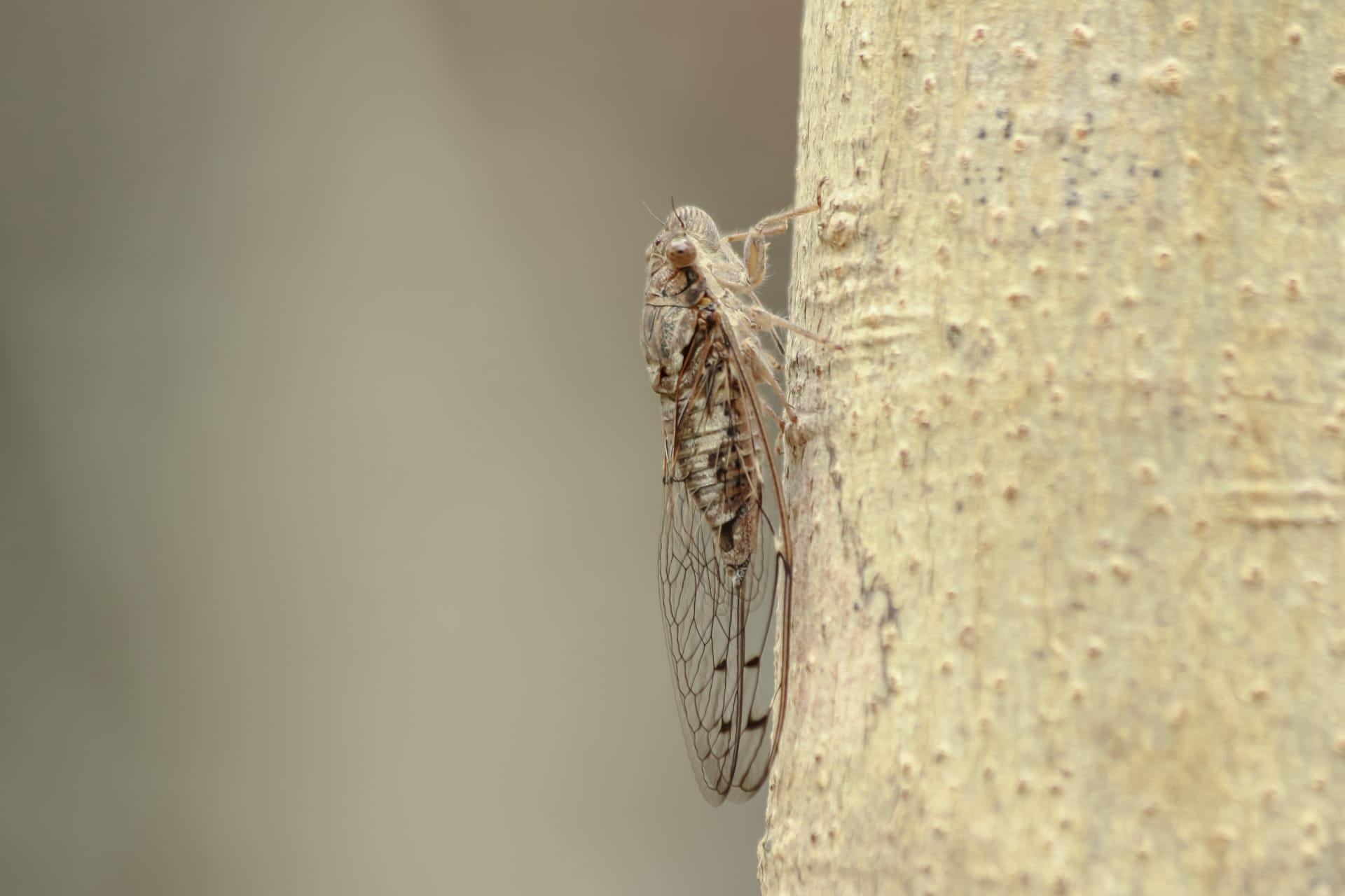Cicada pictures