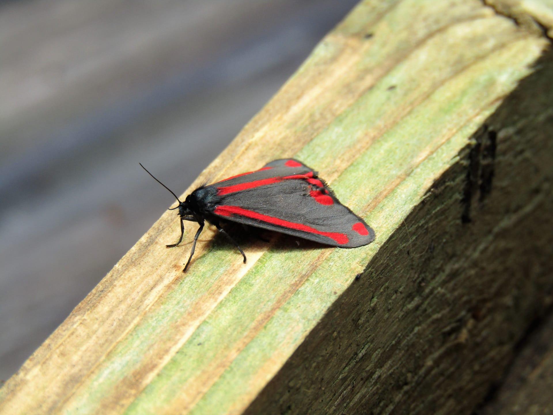 Cinnabar moth pictures
