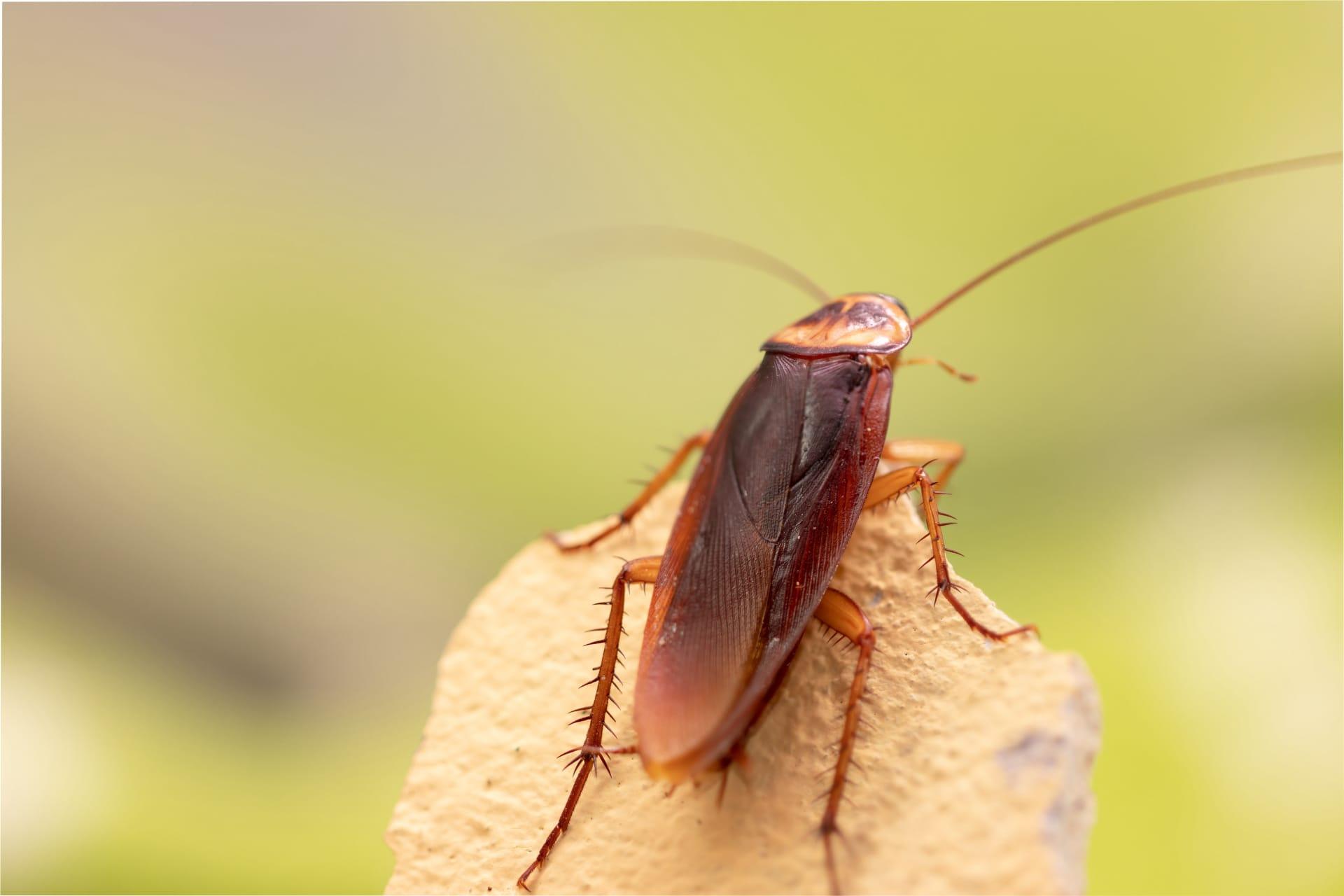 Cockroach pictures