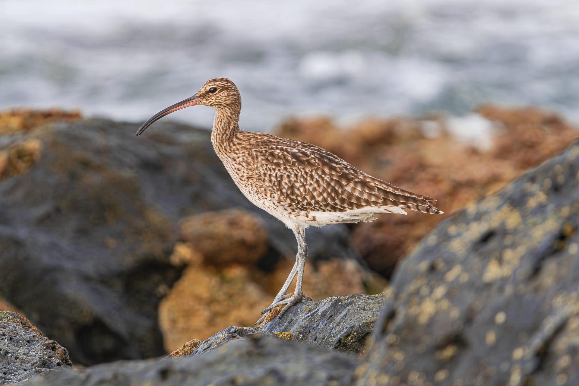 Curlew pictures
