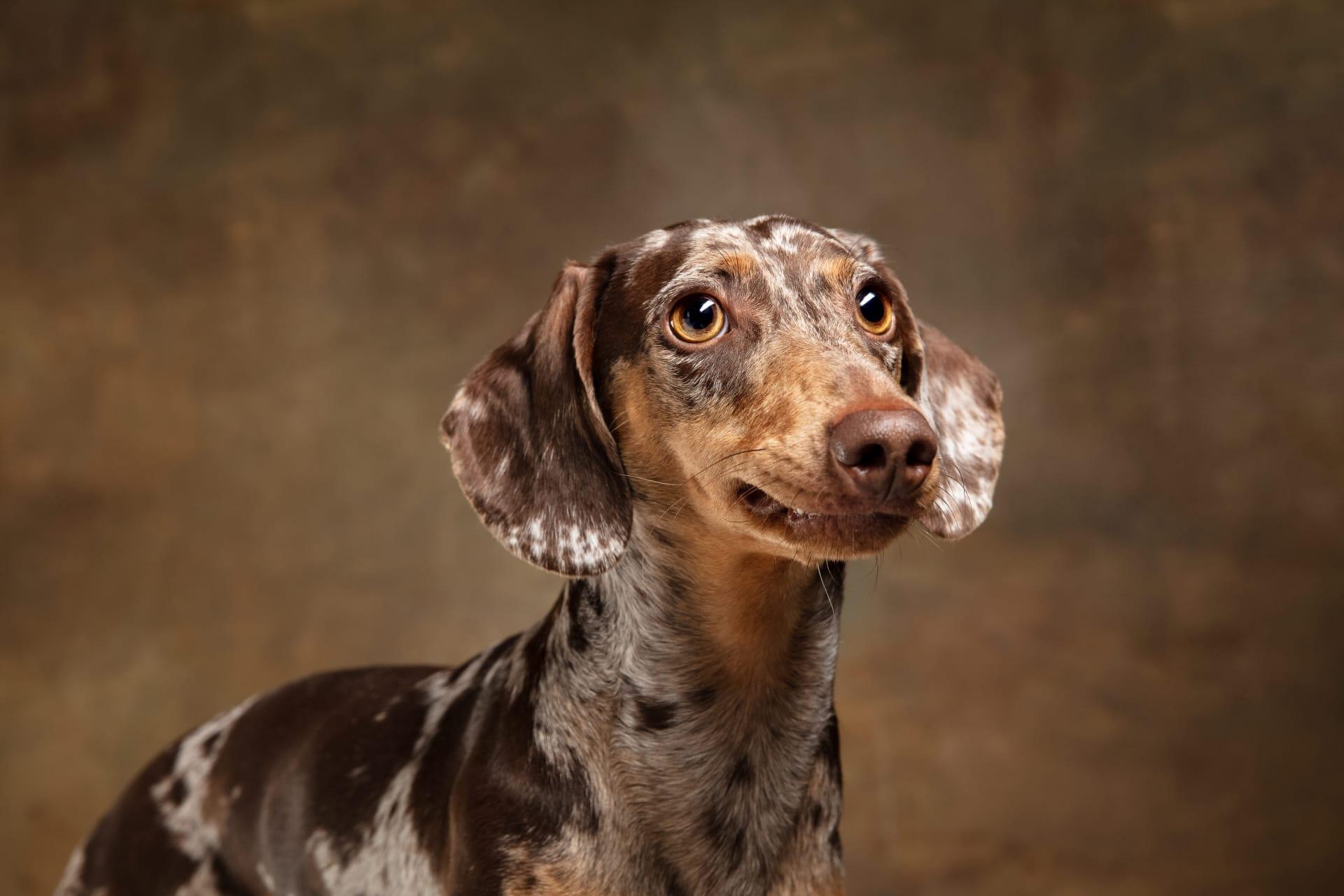 Dachshund pictures