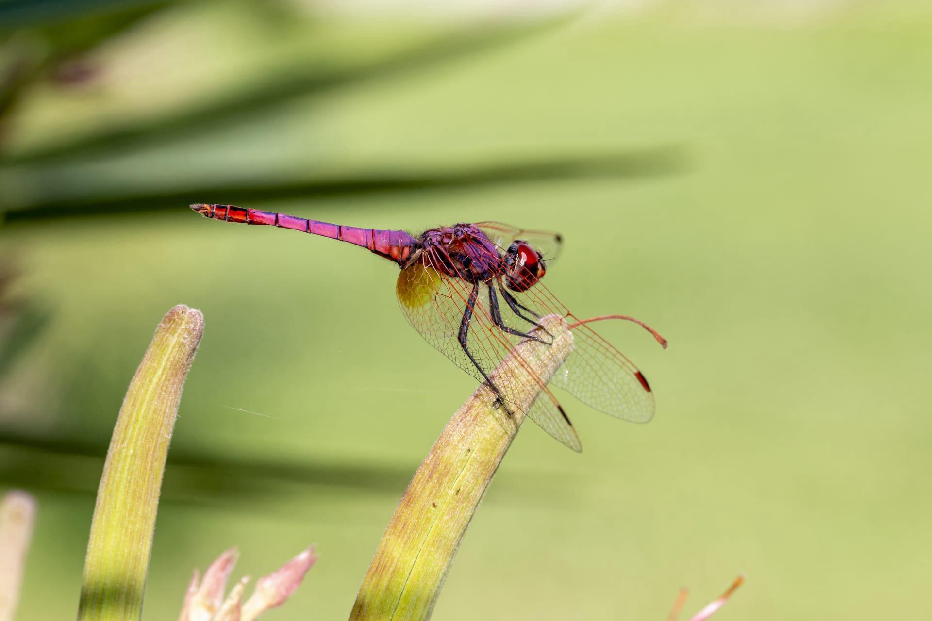 Dragonfly pictures