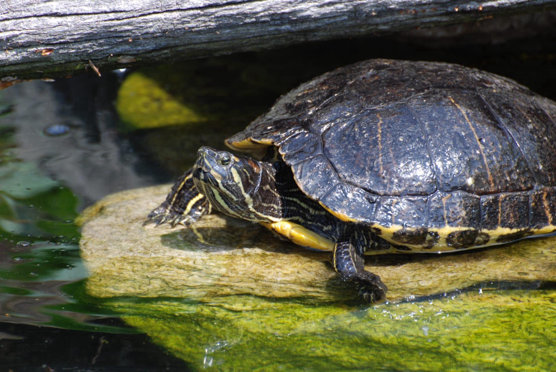 Eastern painted turtle pictures
