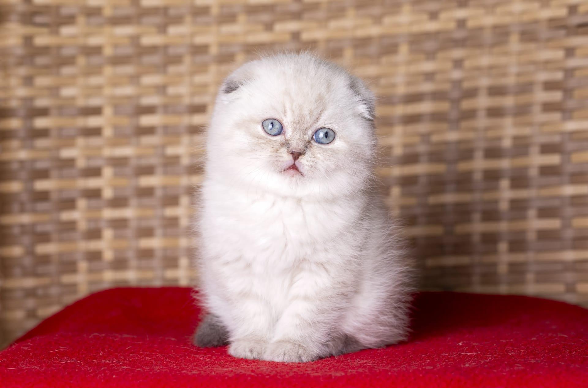 Exotic shorthair cat pictures
