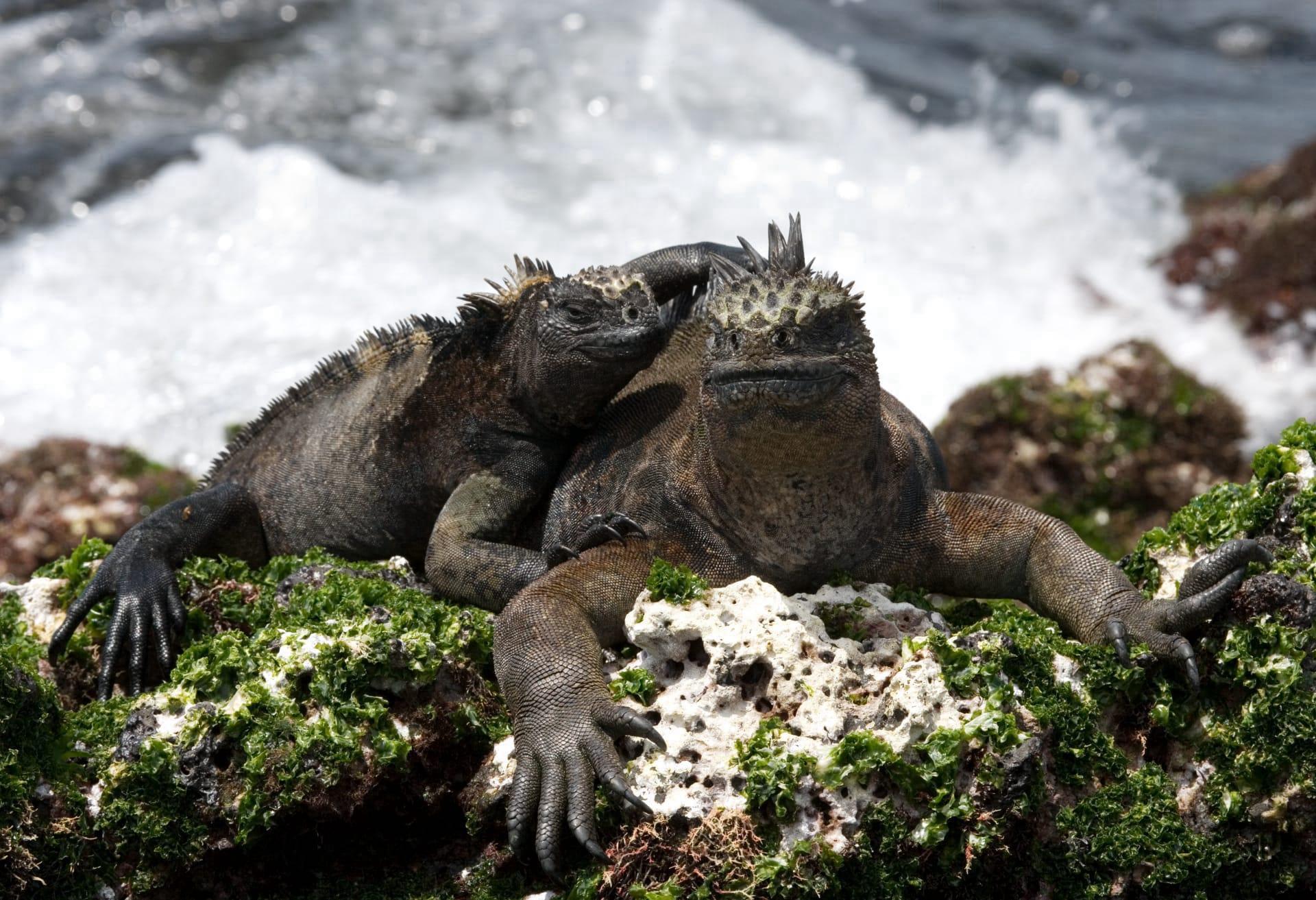 Galapagos iguana pictures