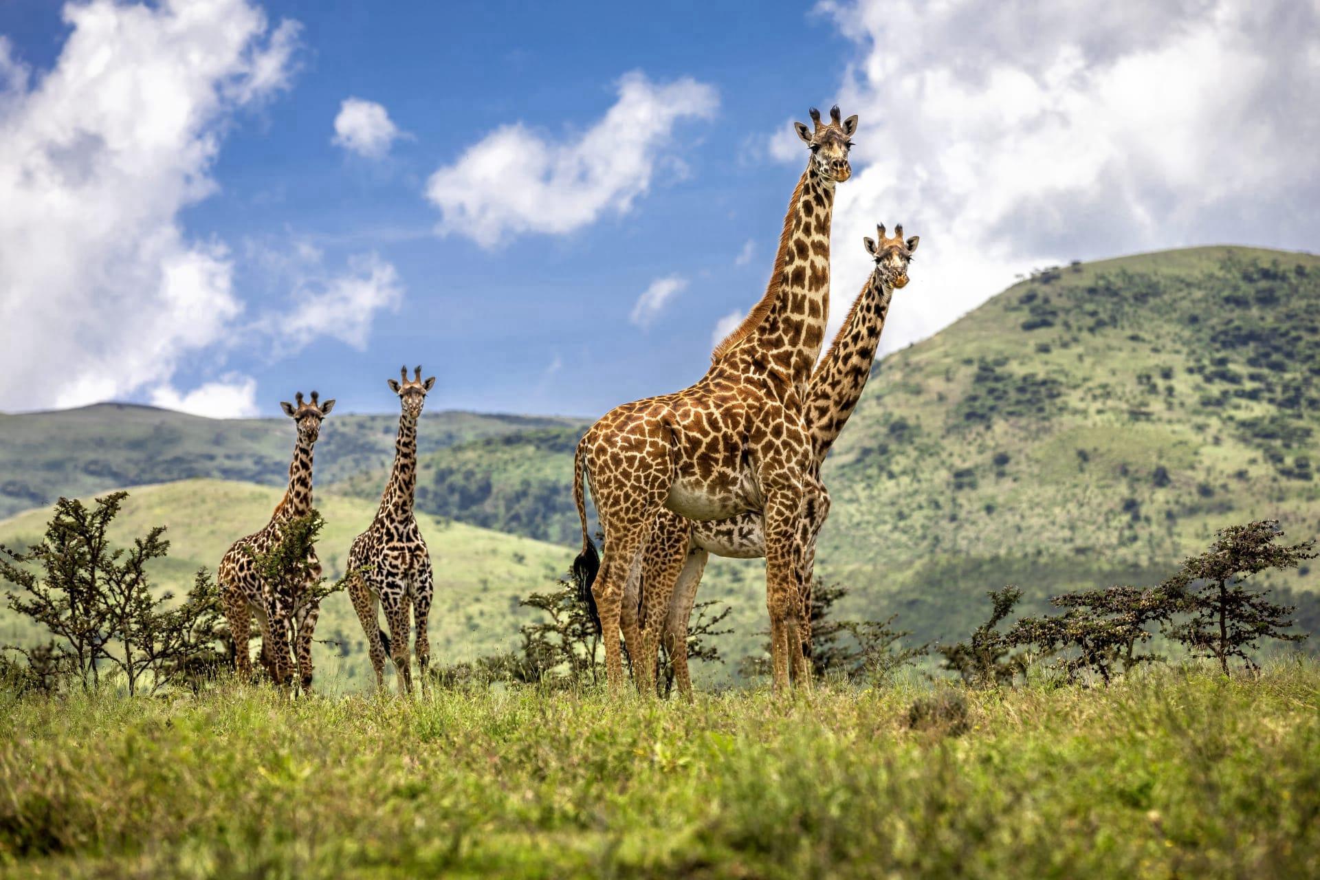Giraffe pictures