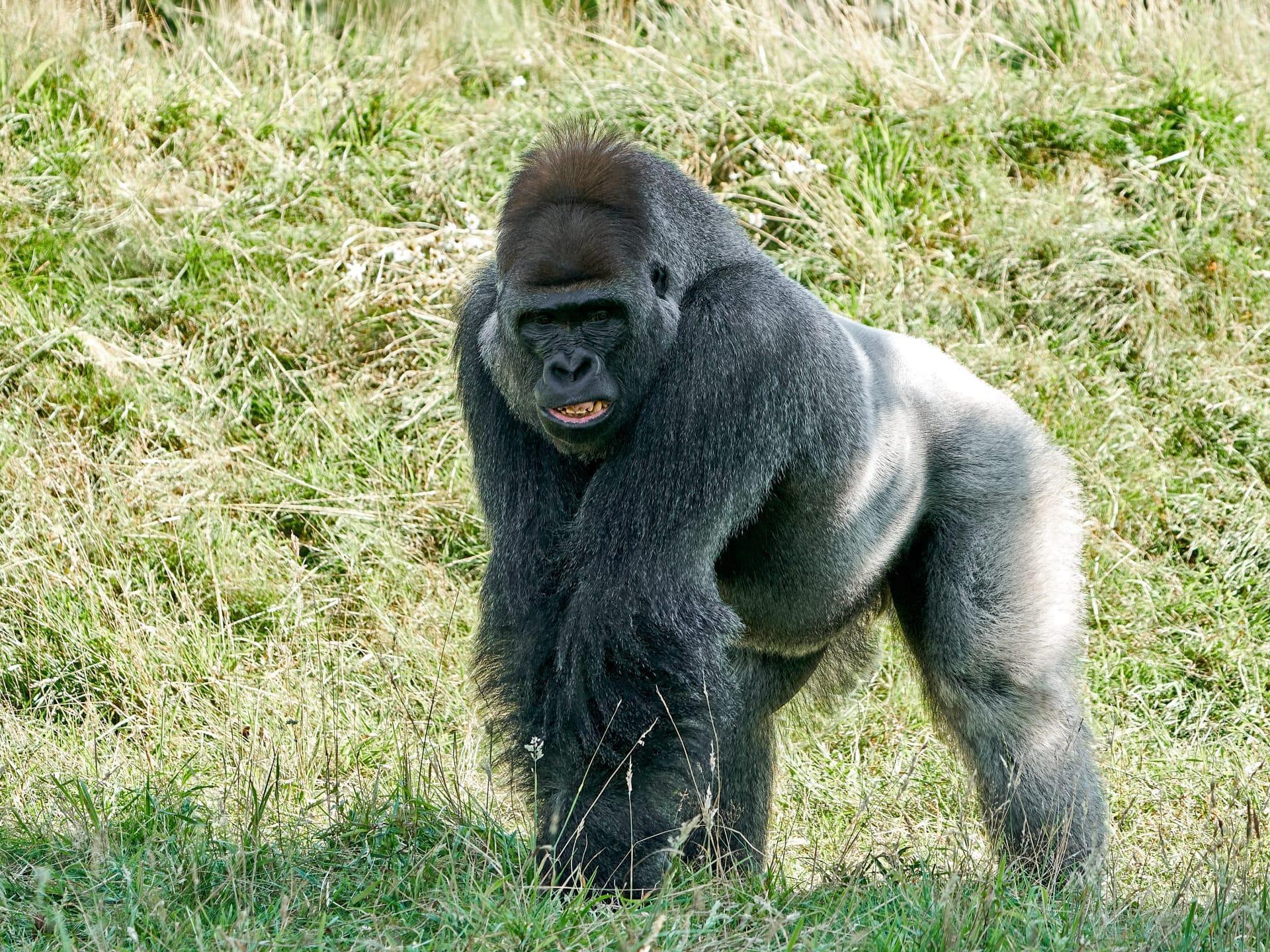 Gorilla pictures