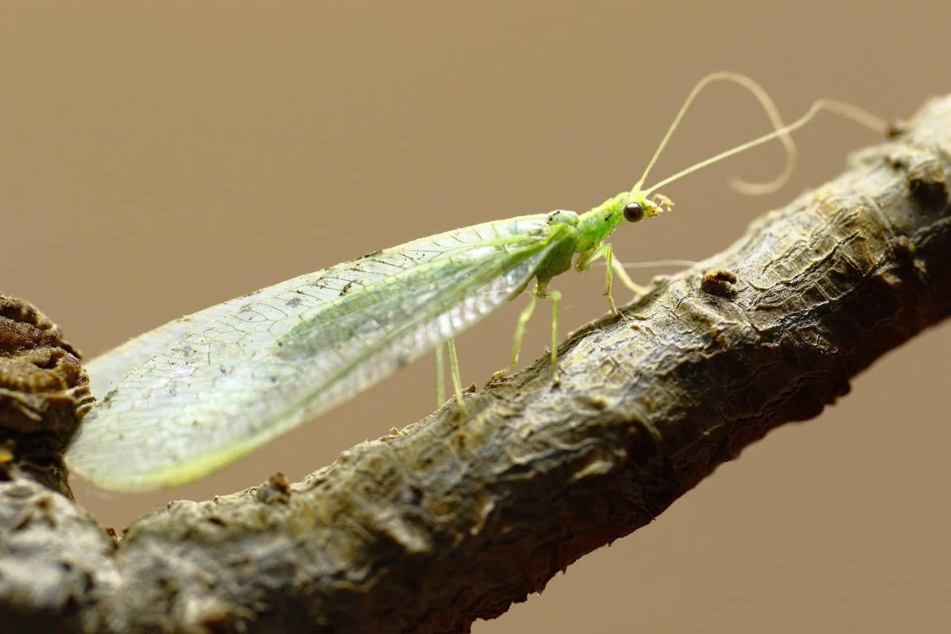 Green lacewing pictures