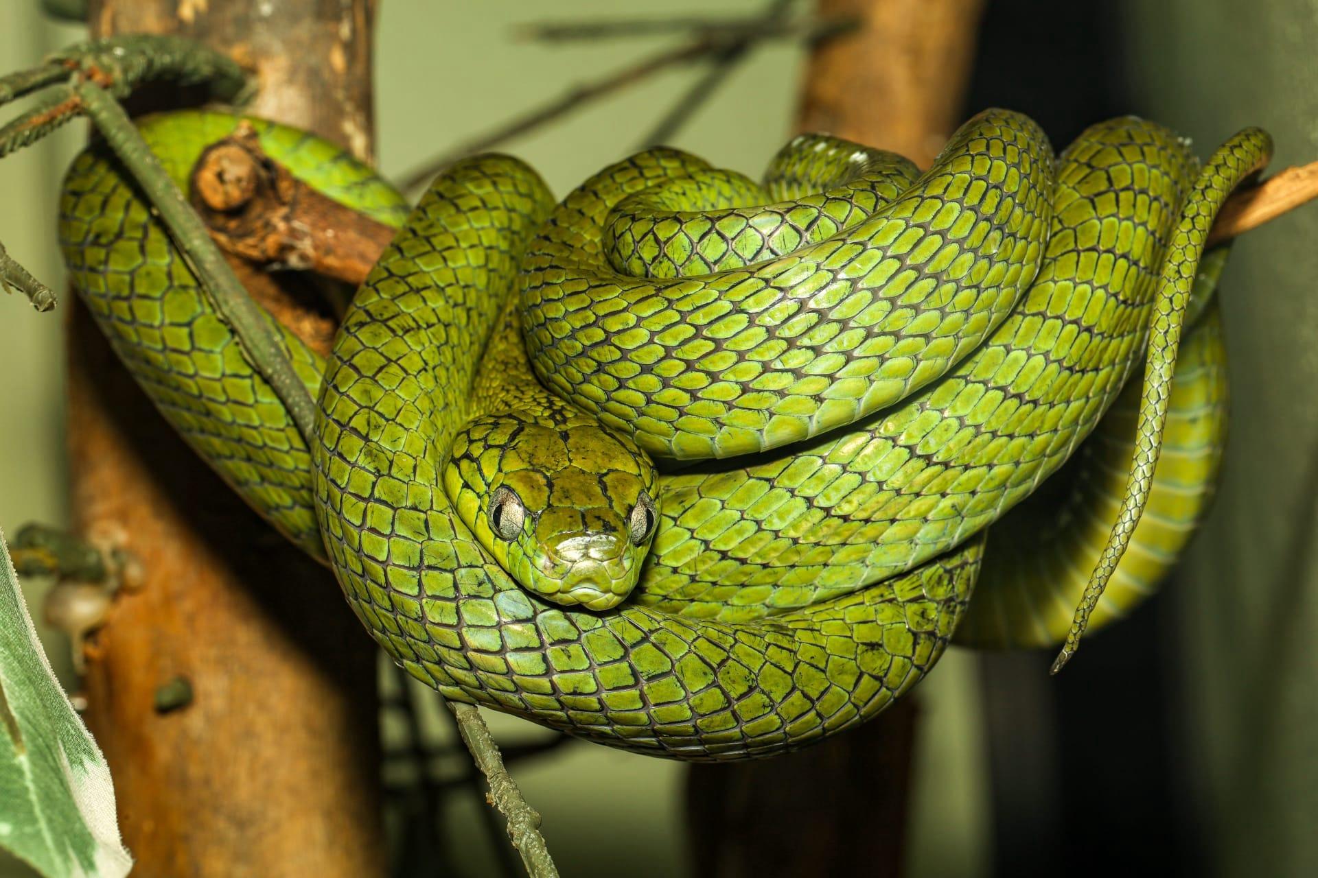 Green tree python pictures