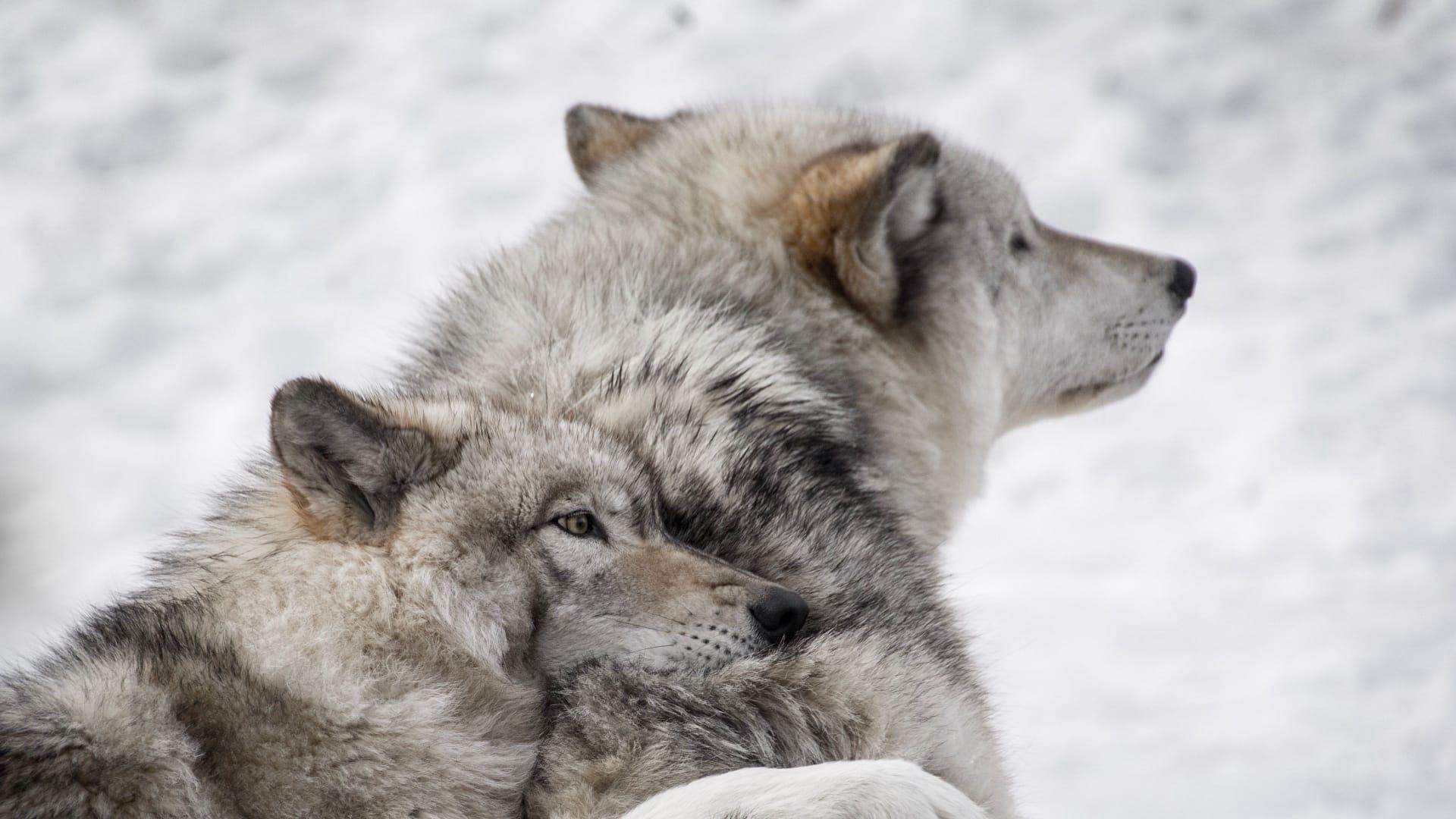 Grey wolf pictures