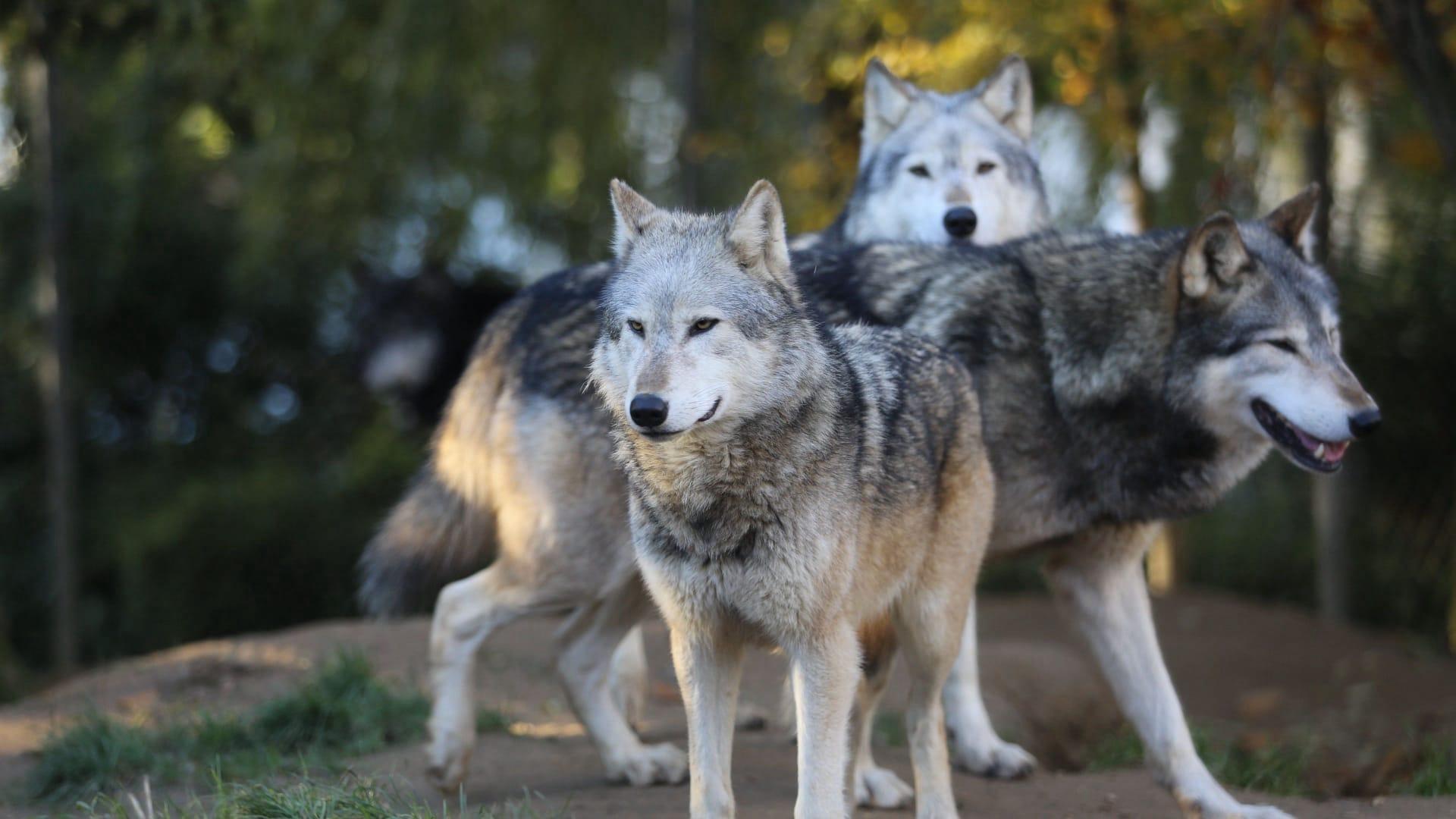 Grey wolf pictures