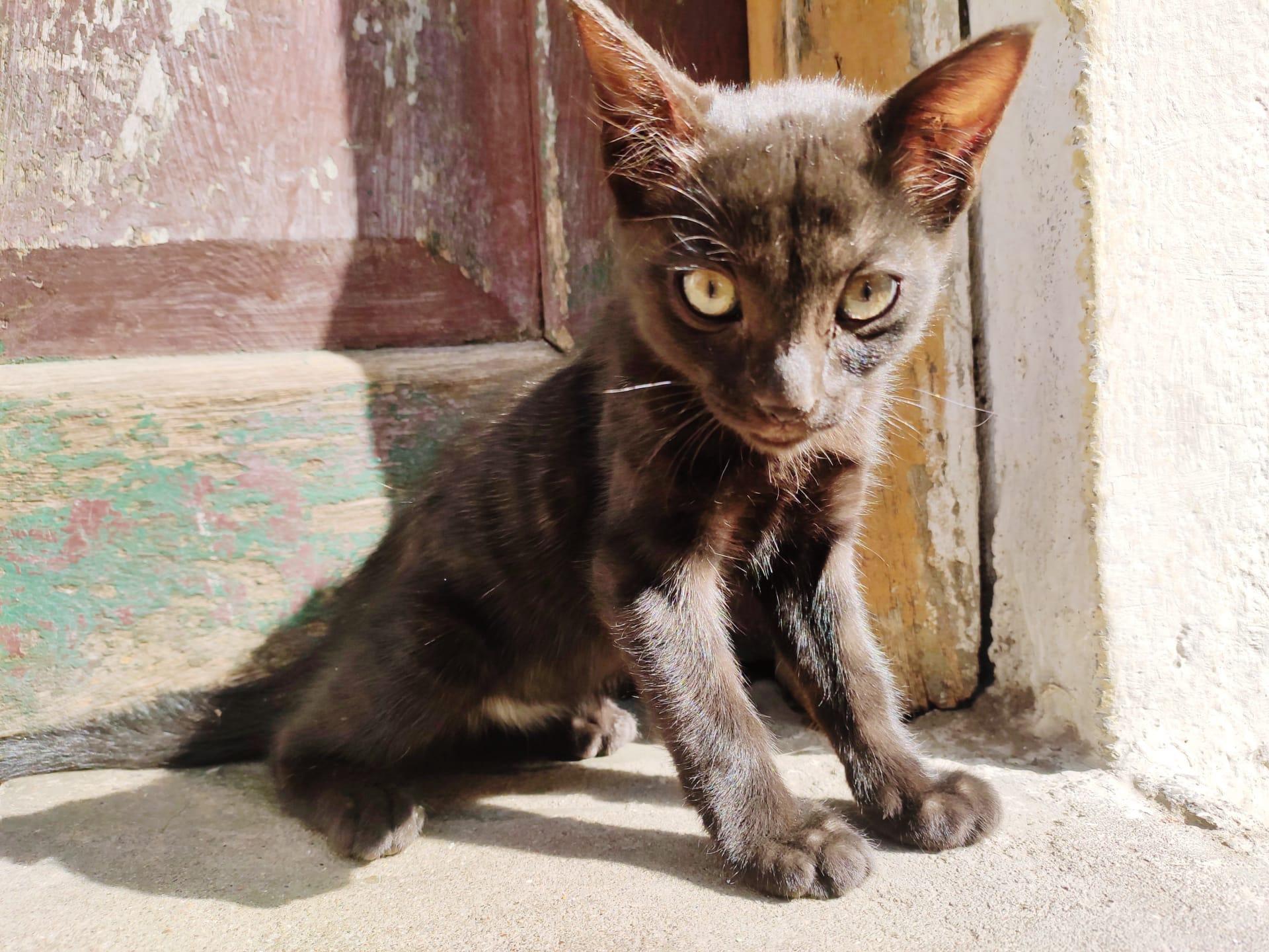 Havana cat pictures