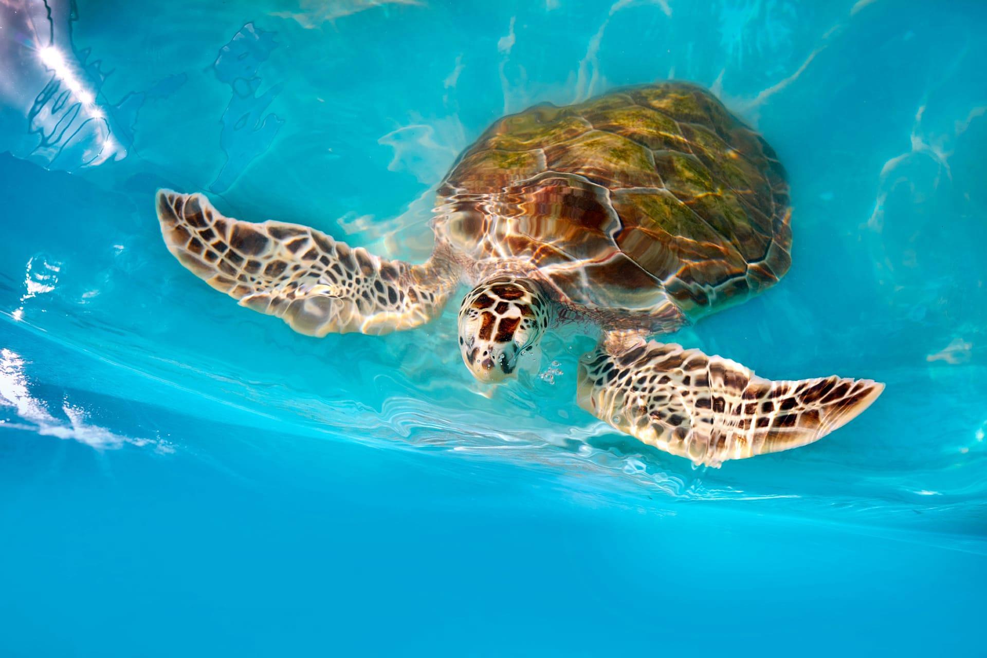 Hawksbill turtle pictures