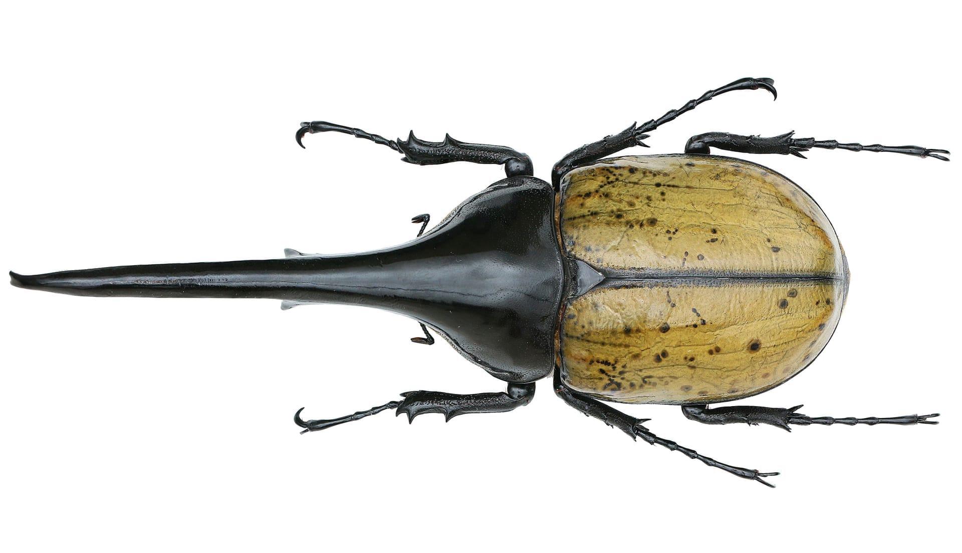 Hercules beetle pictures