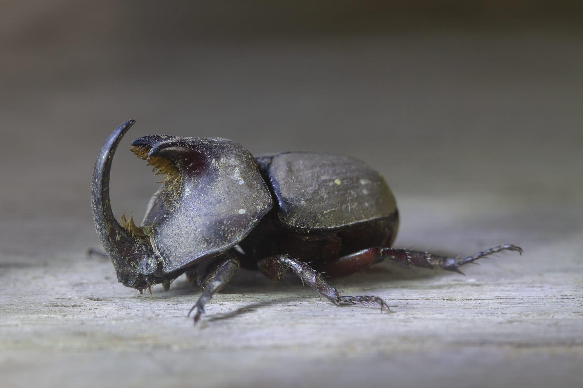 Hercules beetle pictures