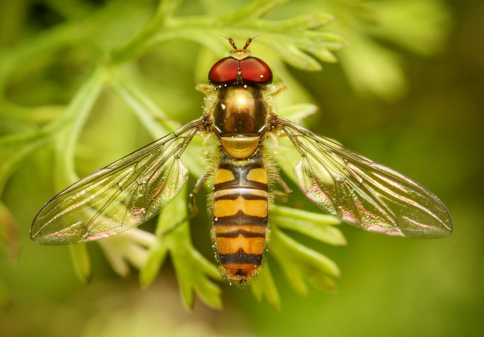 Hoverfly pictures