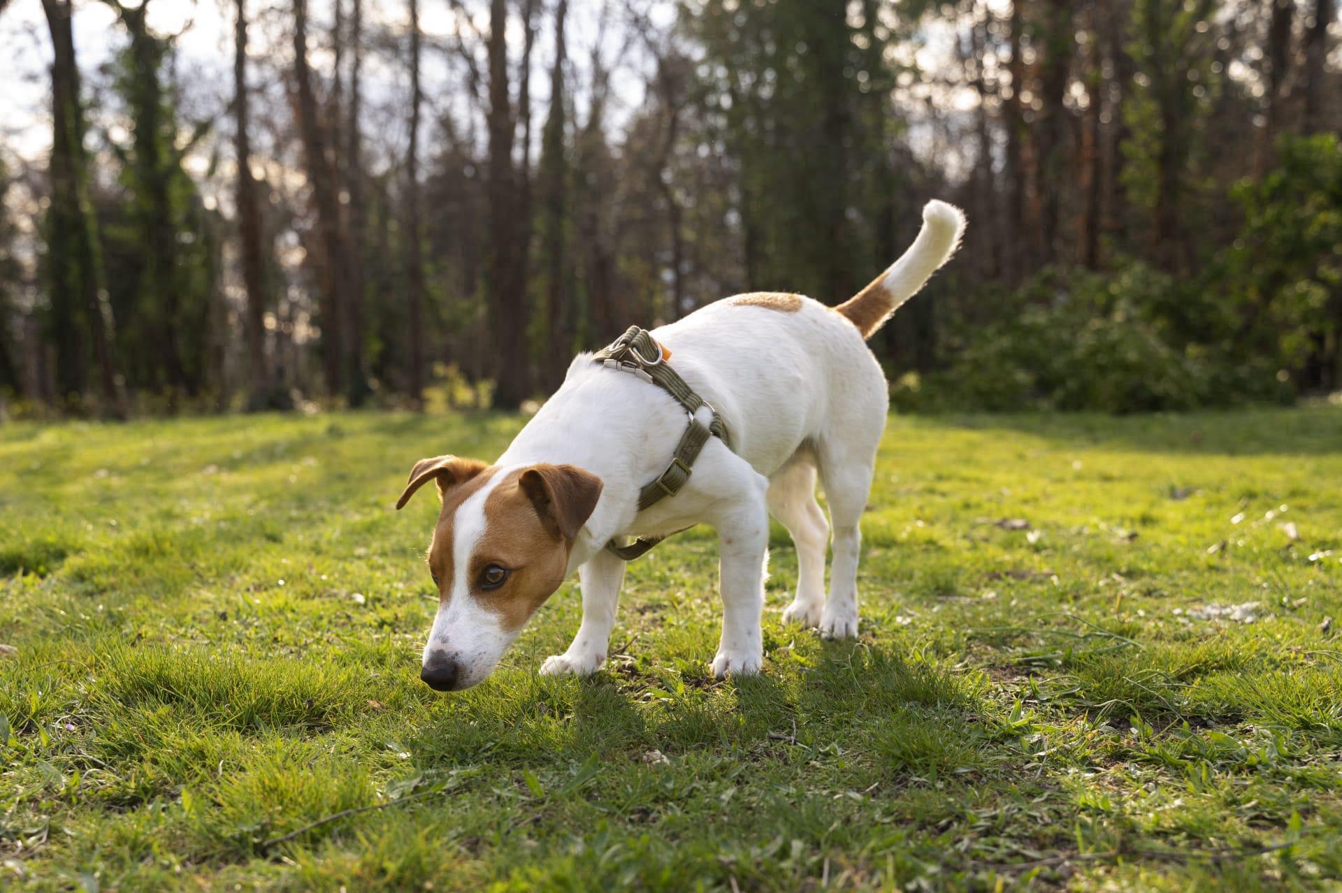 Jack russell pictures