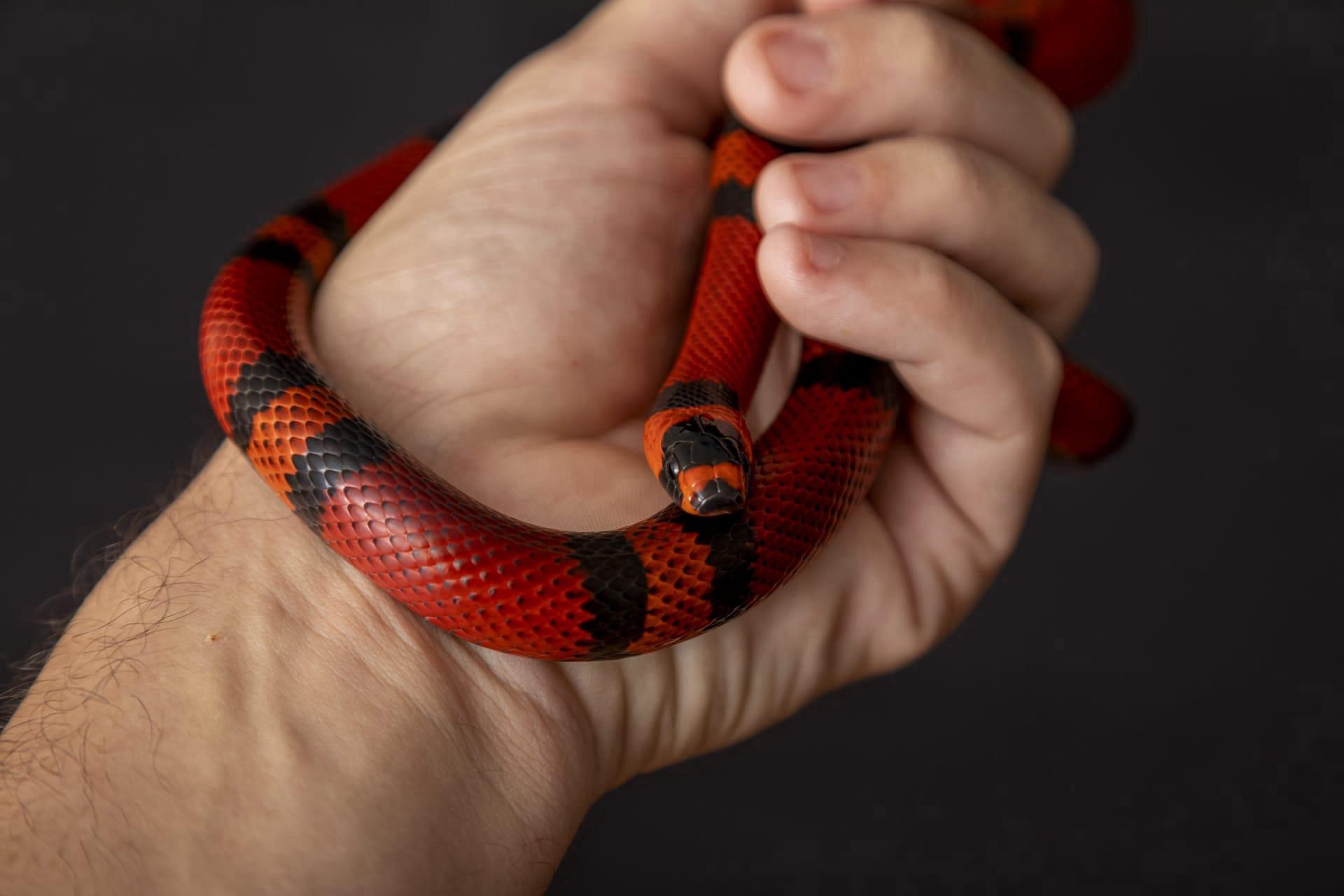 King snake pictures