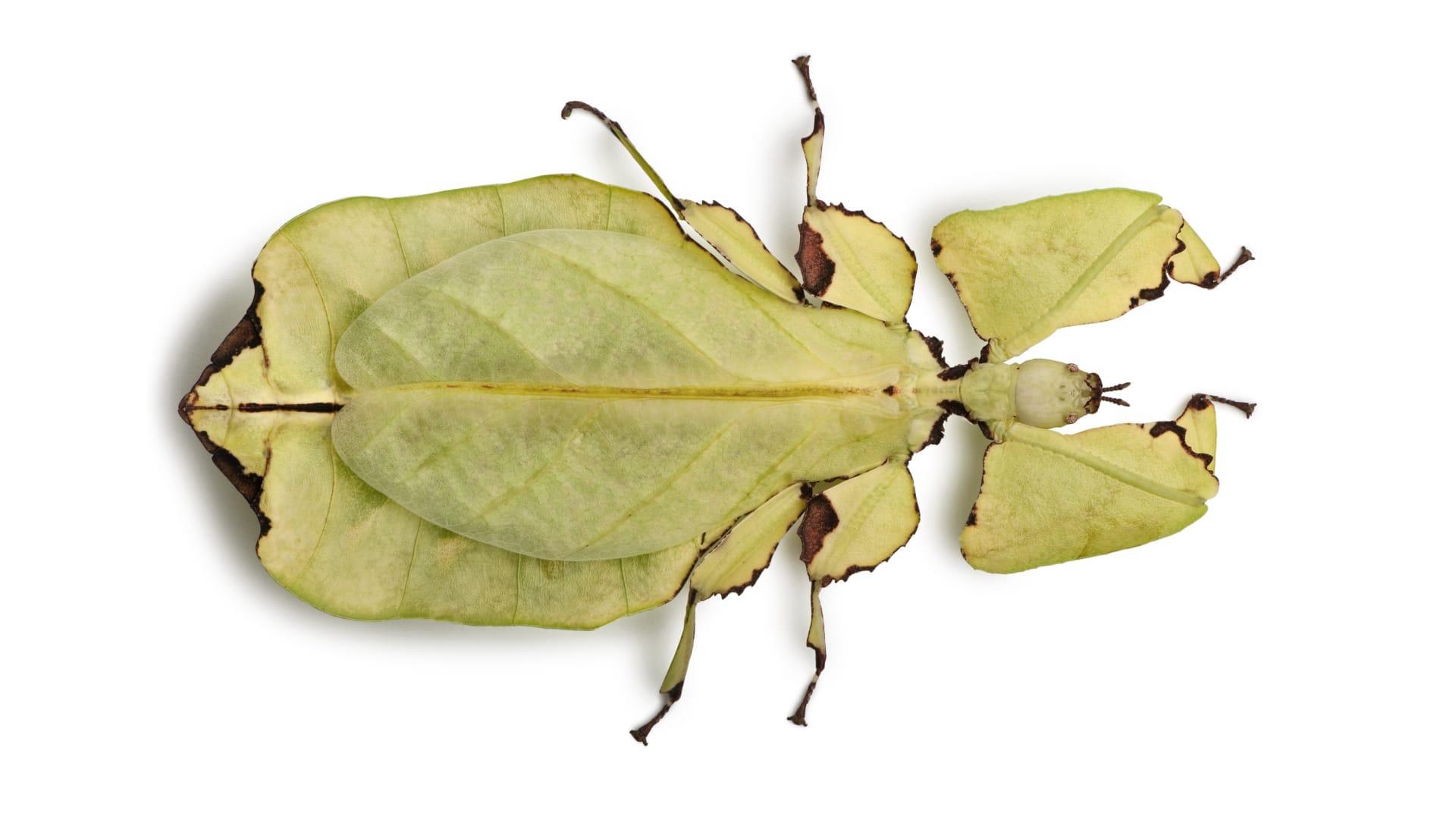Leaf insect pictures