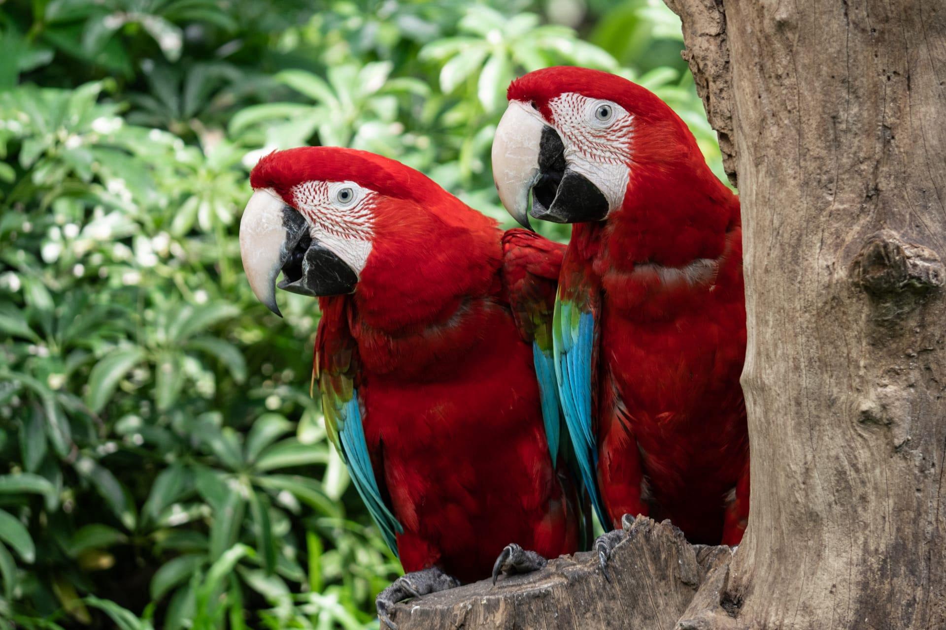 Macaw pictures