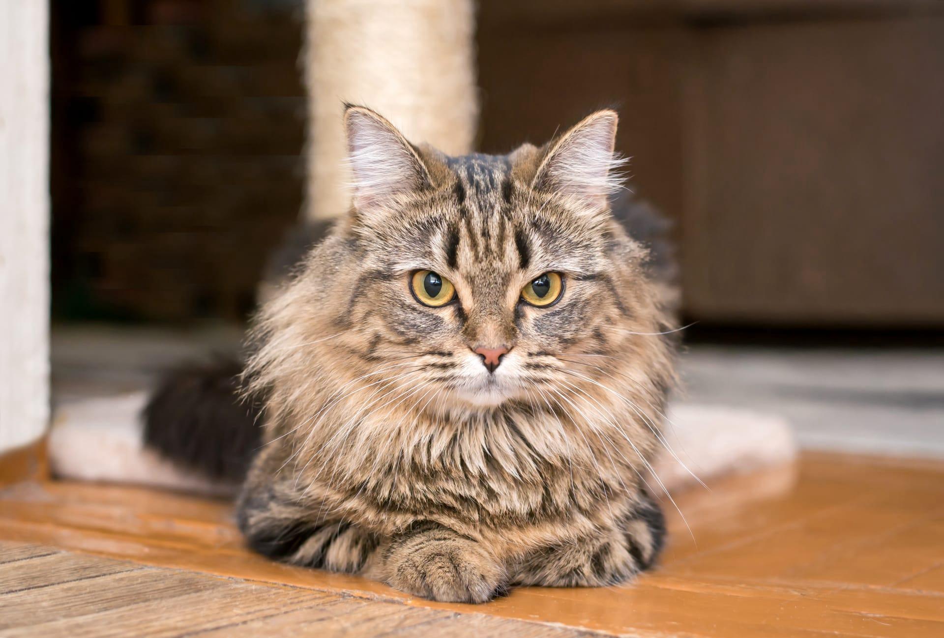 Maine coon cat pictures
