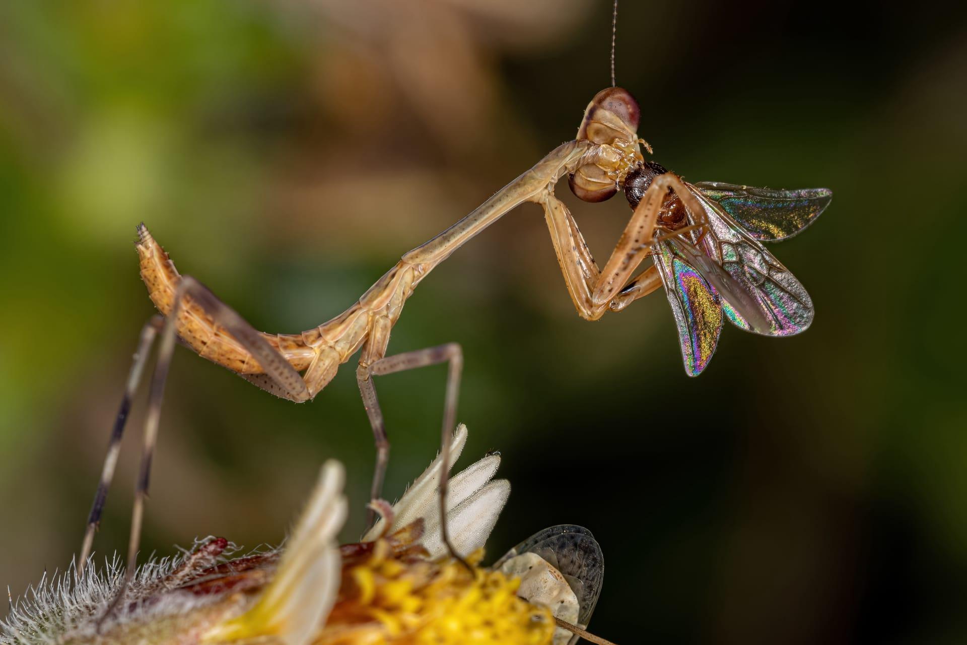 Mantid pictures