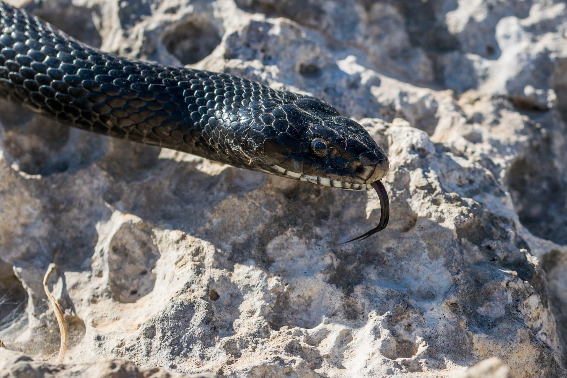 Mexican black kingsnake pictures