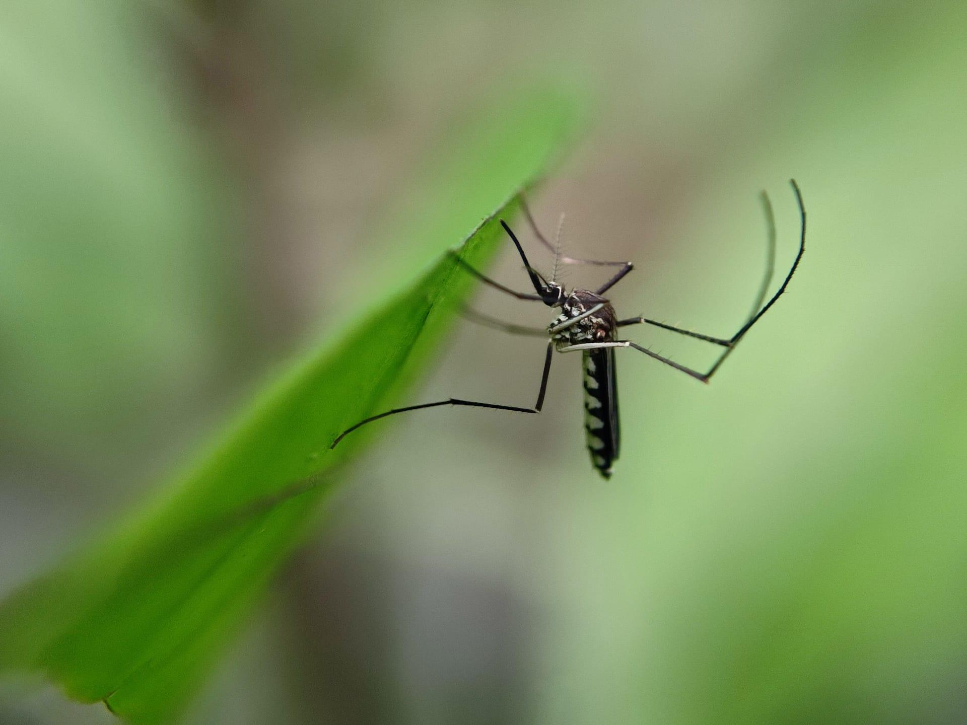 Mosquito pictures