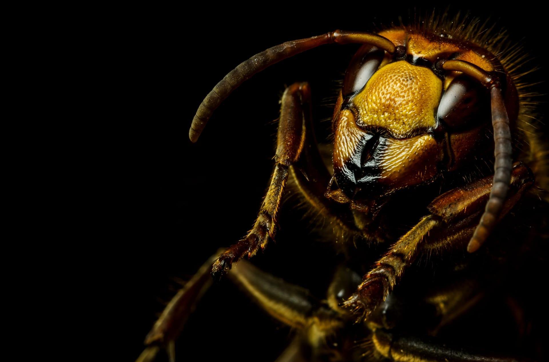 Murder hornets pictures
