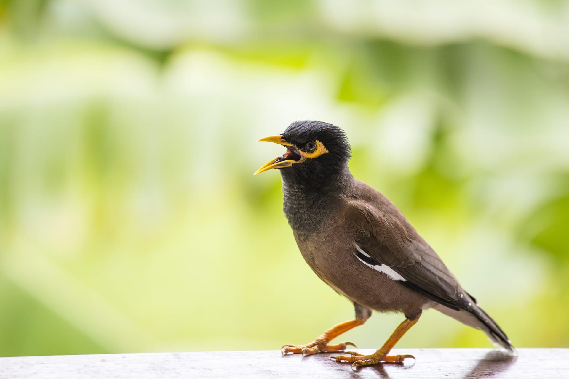 Myna pictures