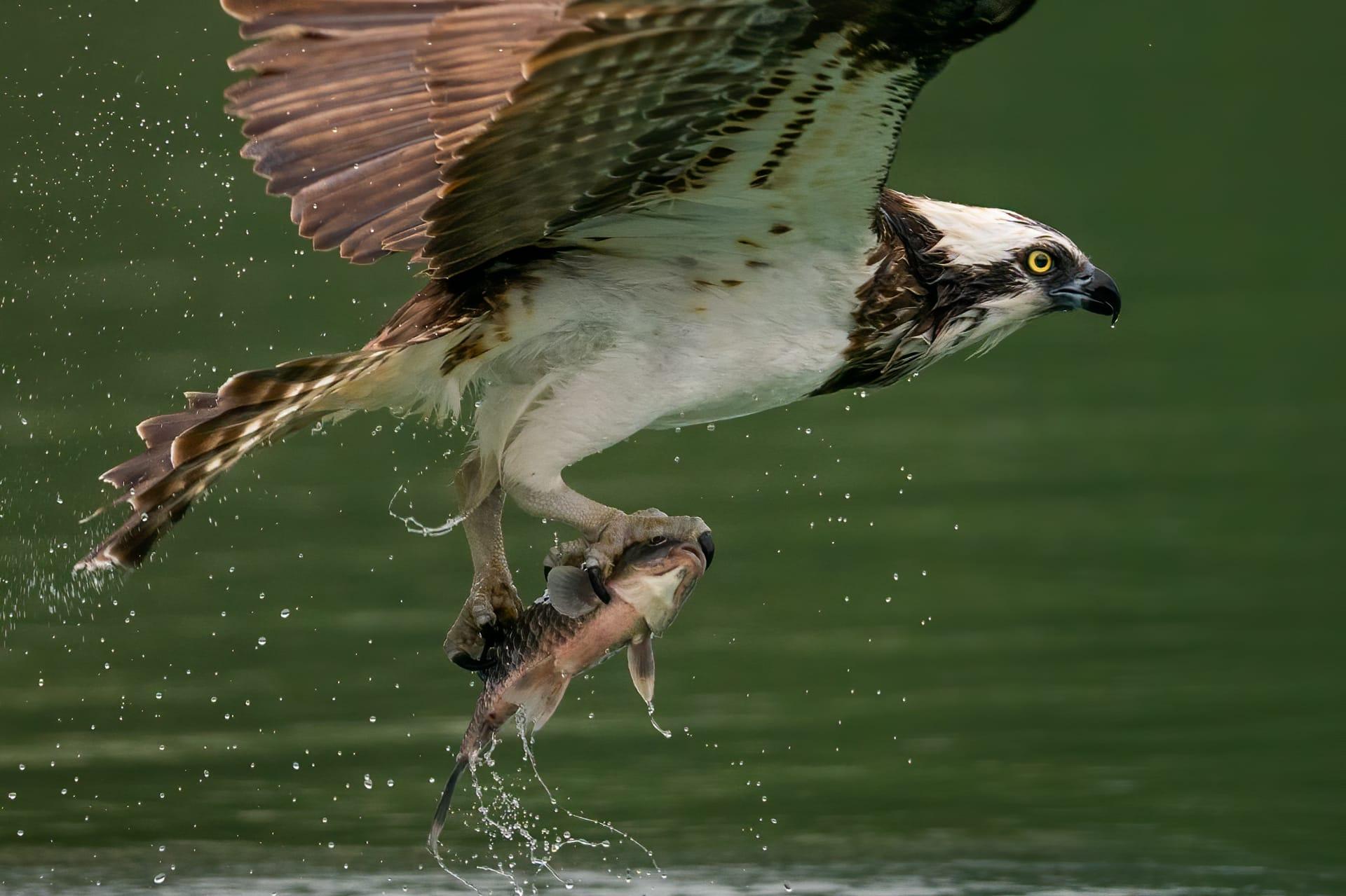 Osprey pictures