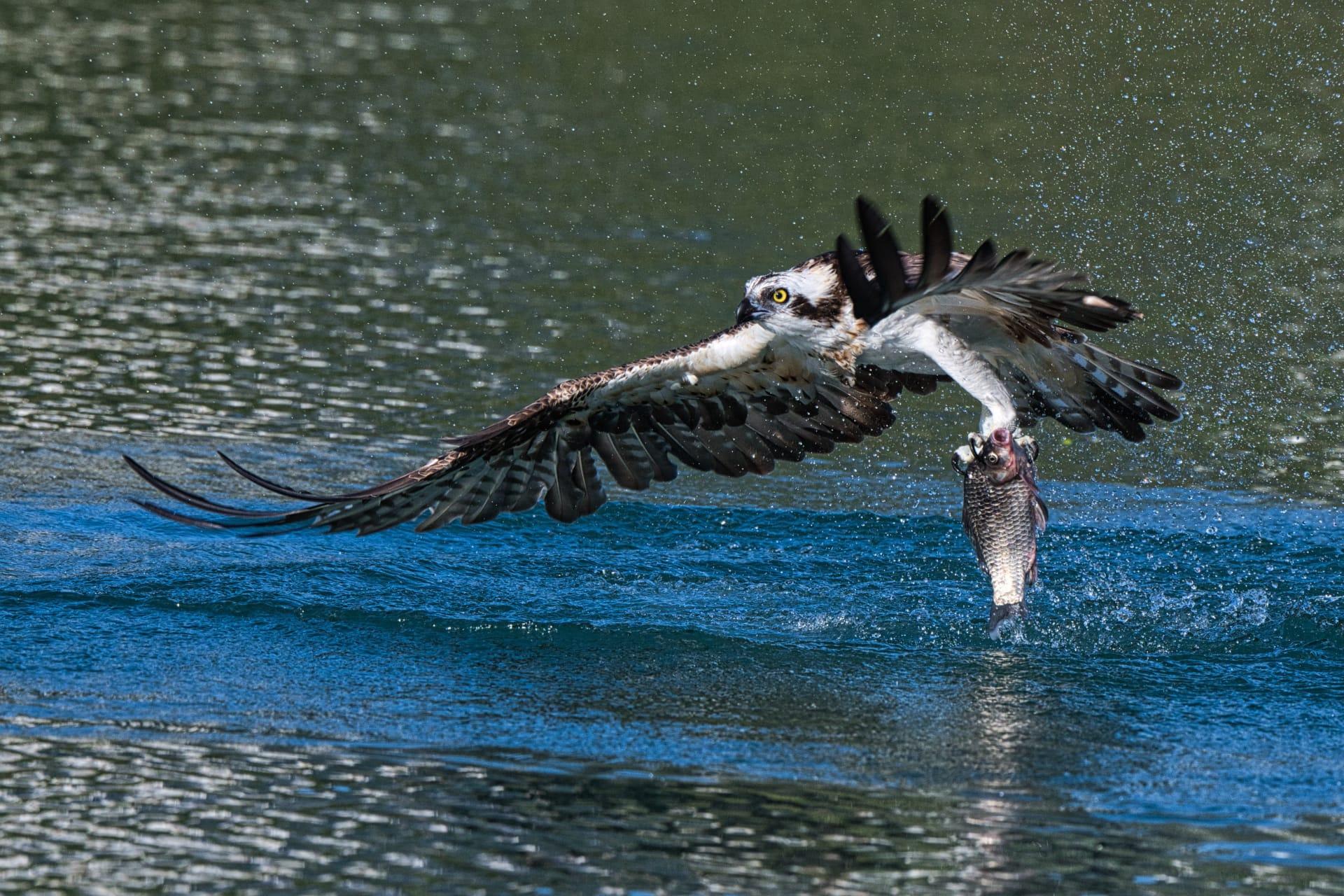 Osprey pictures