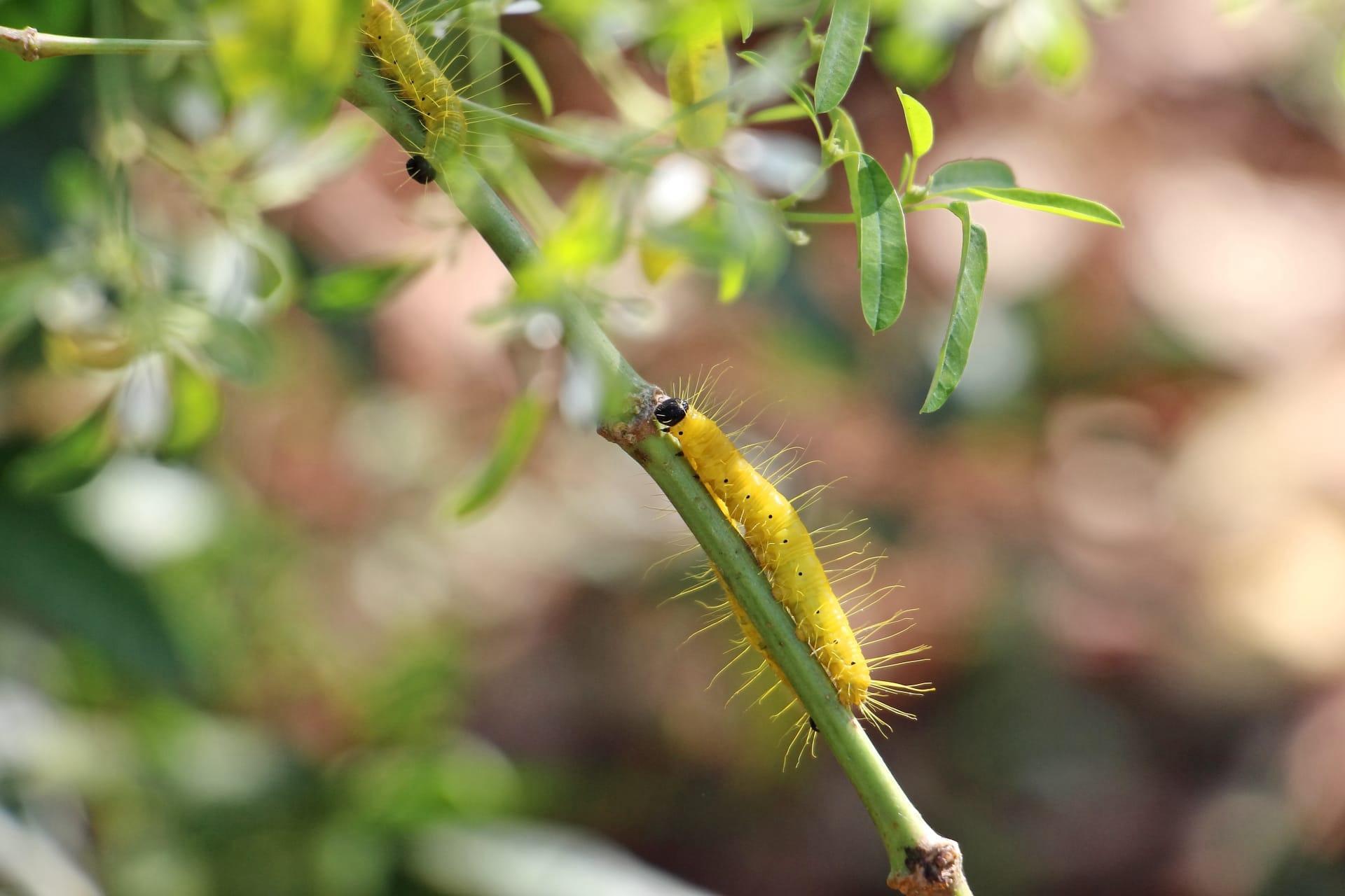 Poisonous caterpillar pictures