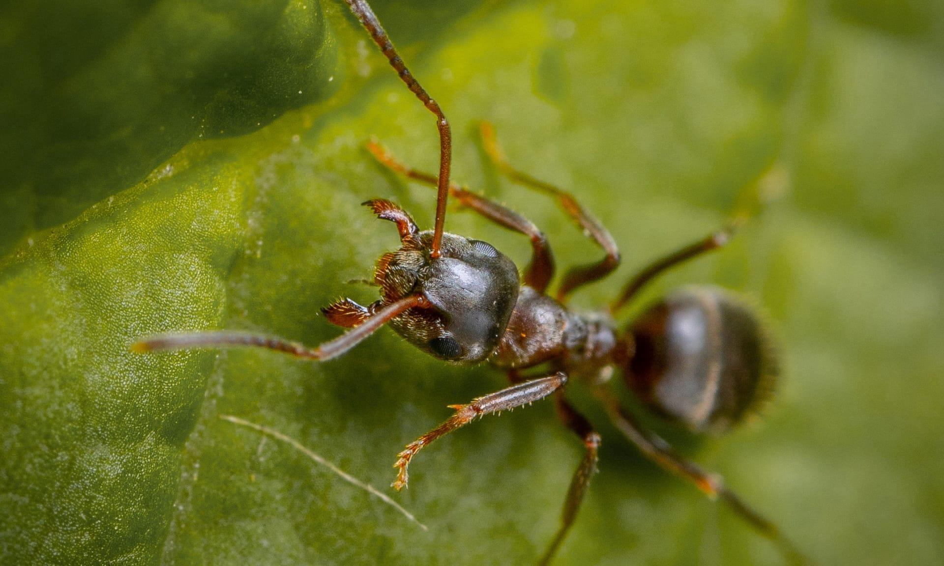 Queen ants pictures
