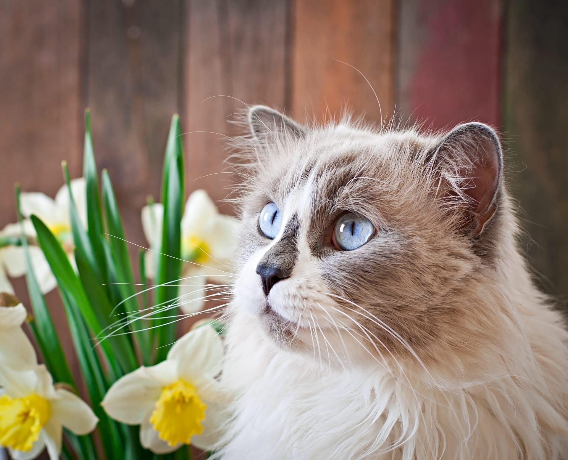 Ragdoll cat pictures