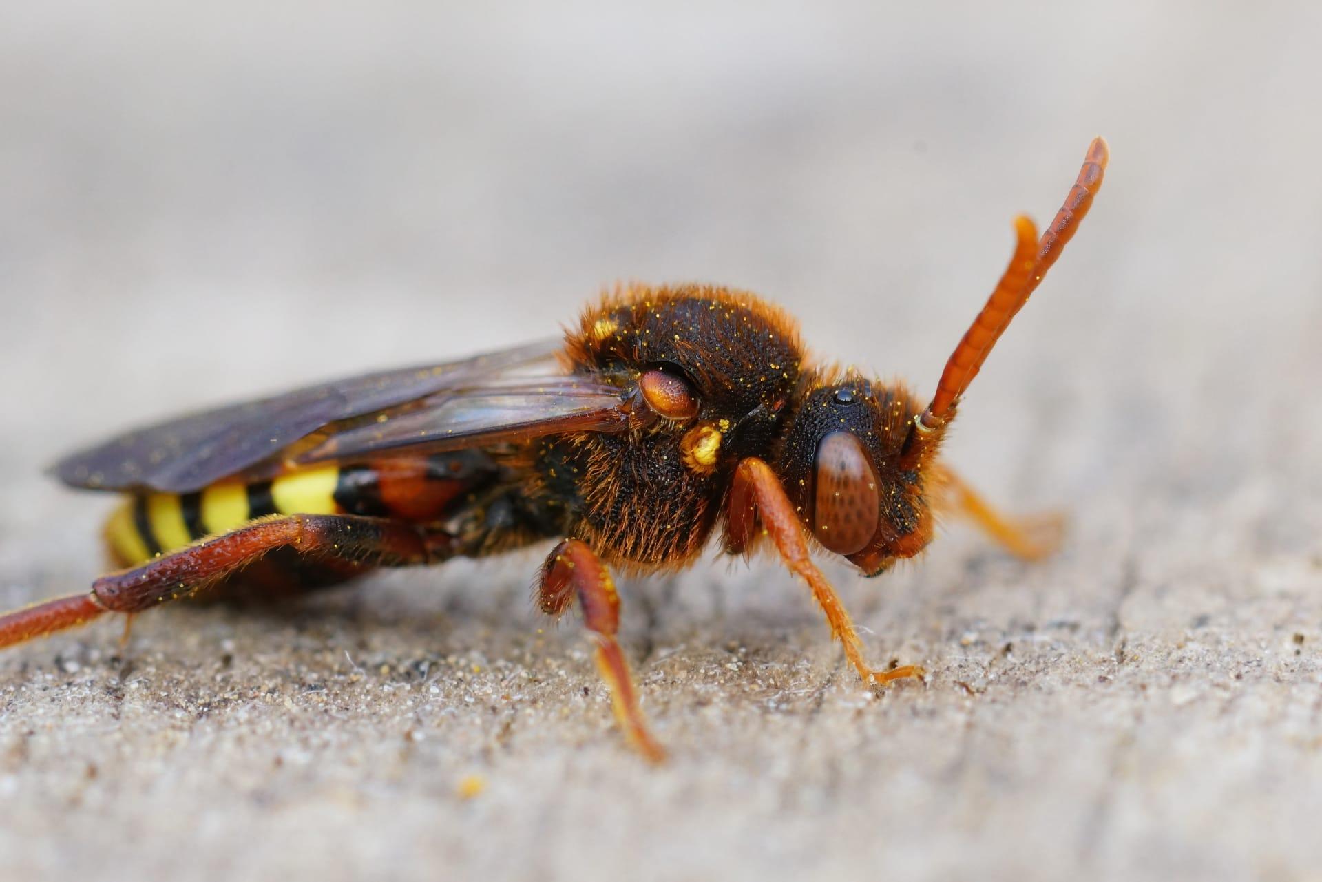 Red wasp pictures