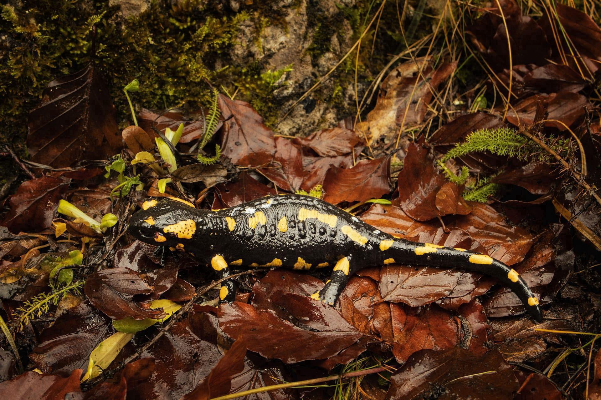 Salamander pictures