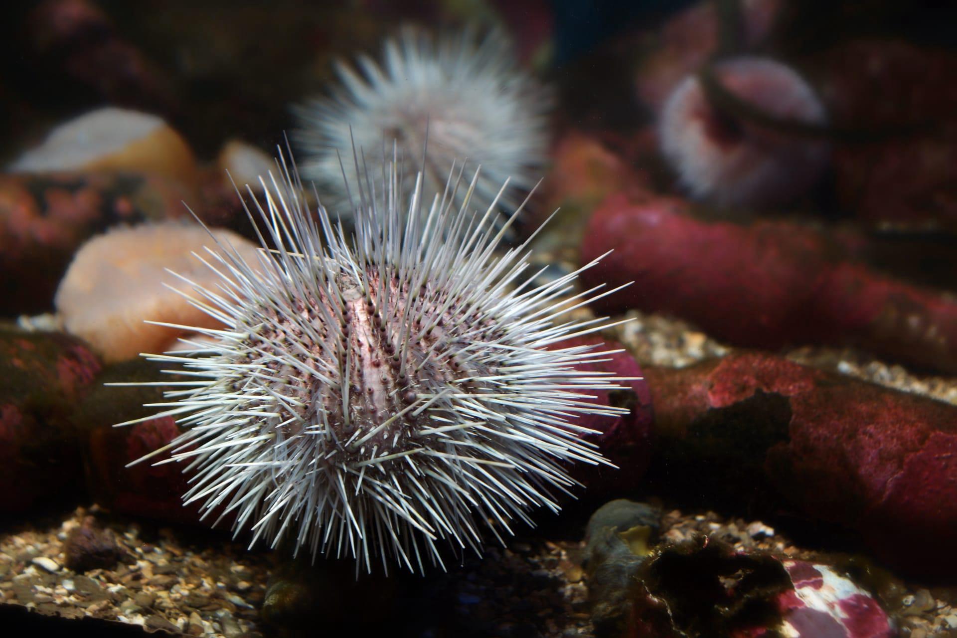Sea urchin pictures