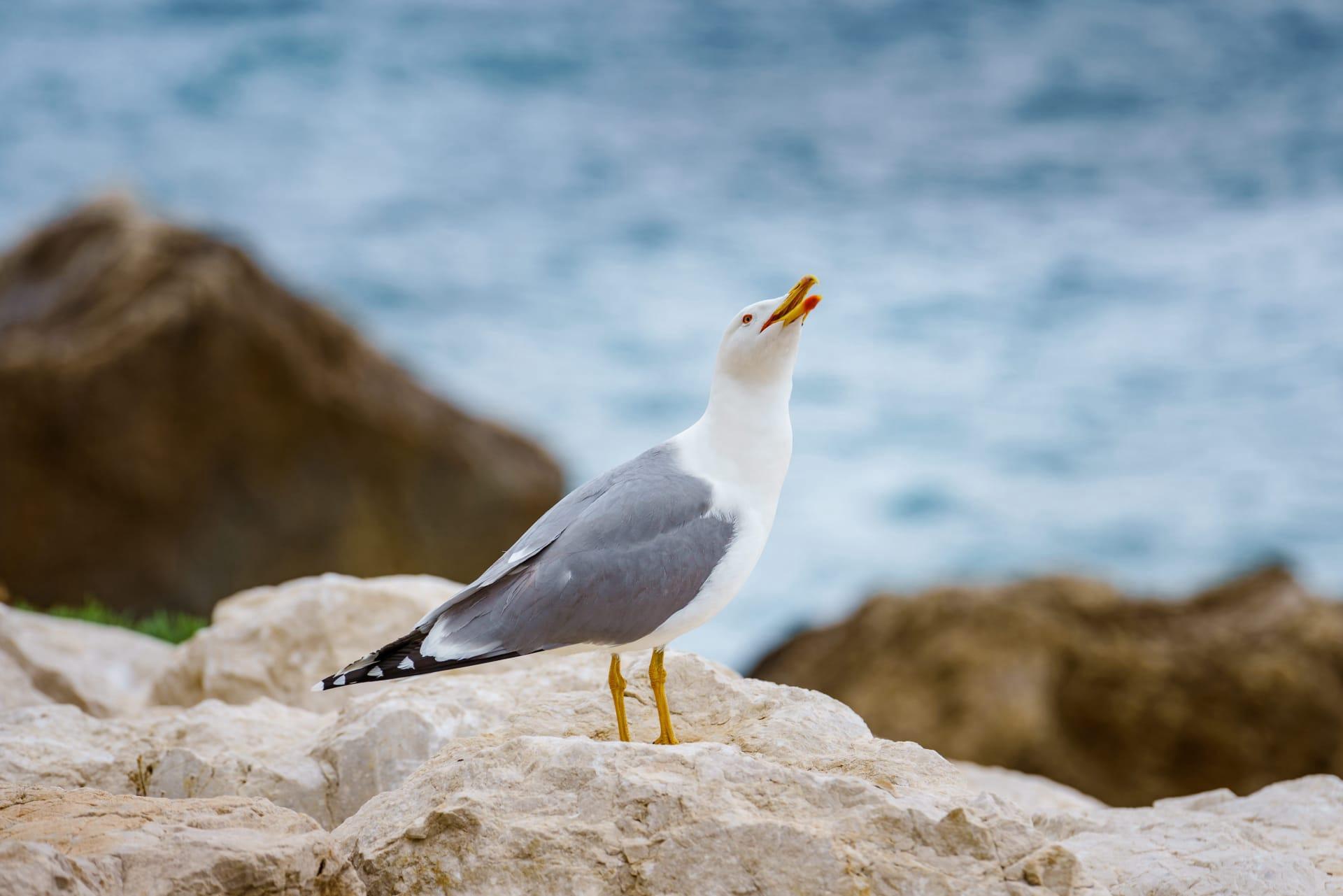 Seagull pictures