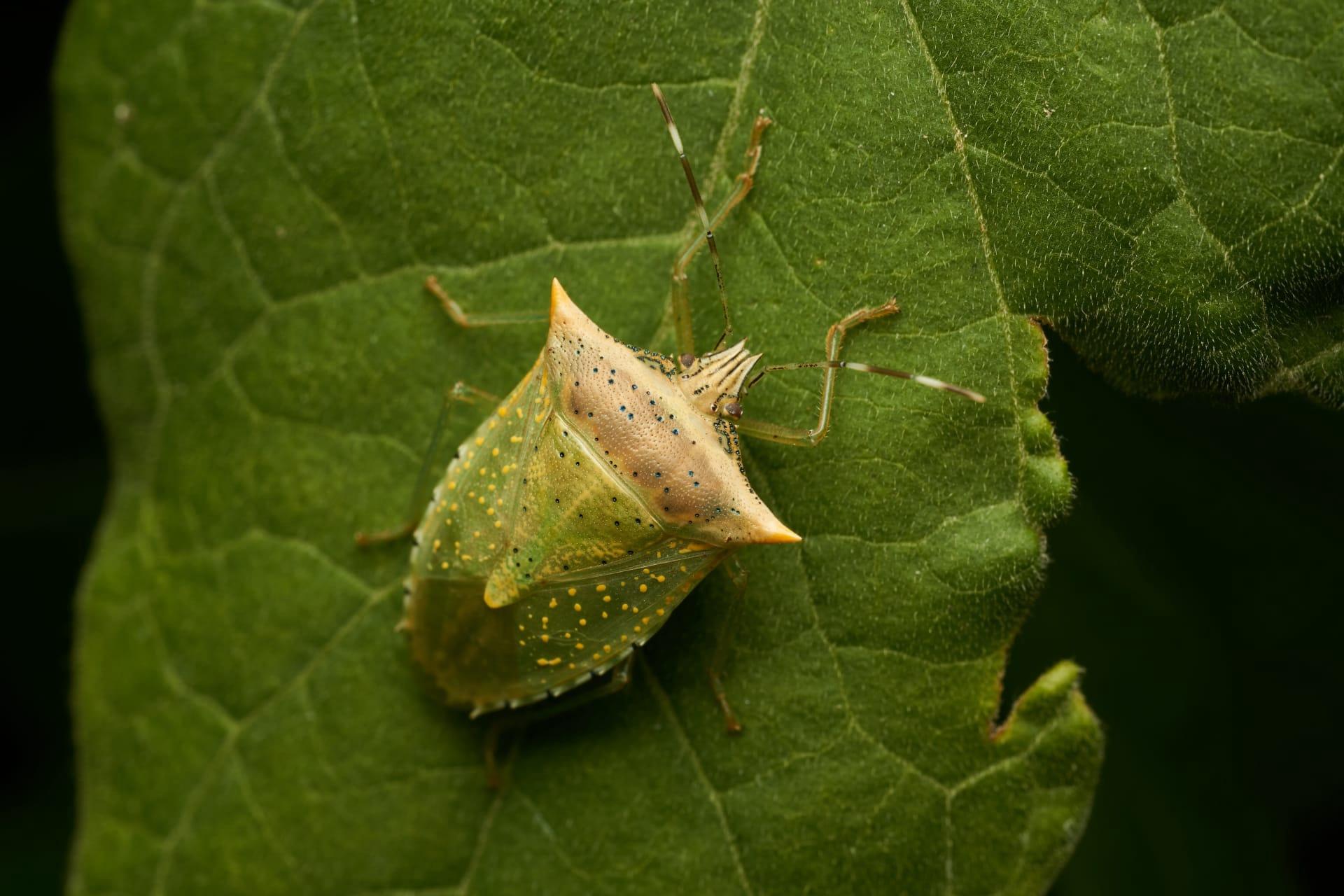 Shield bug pictures