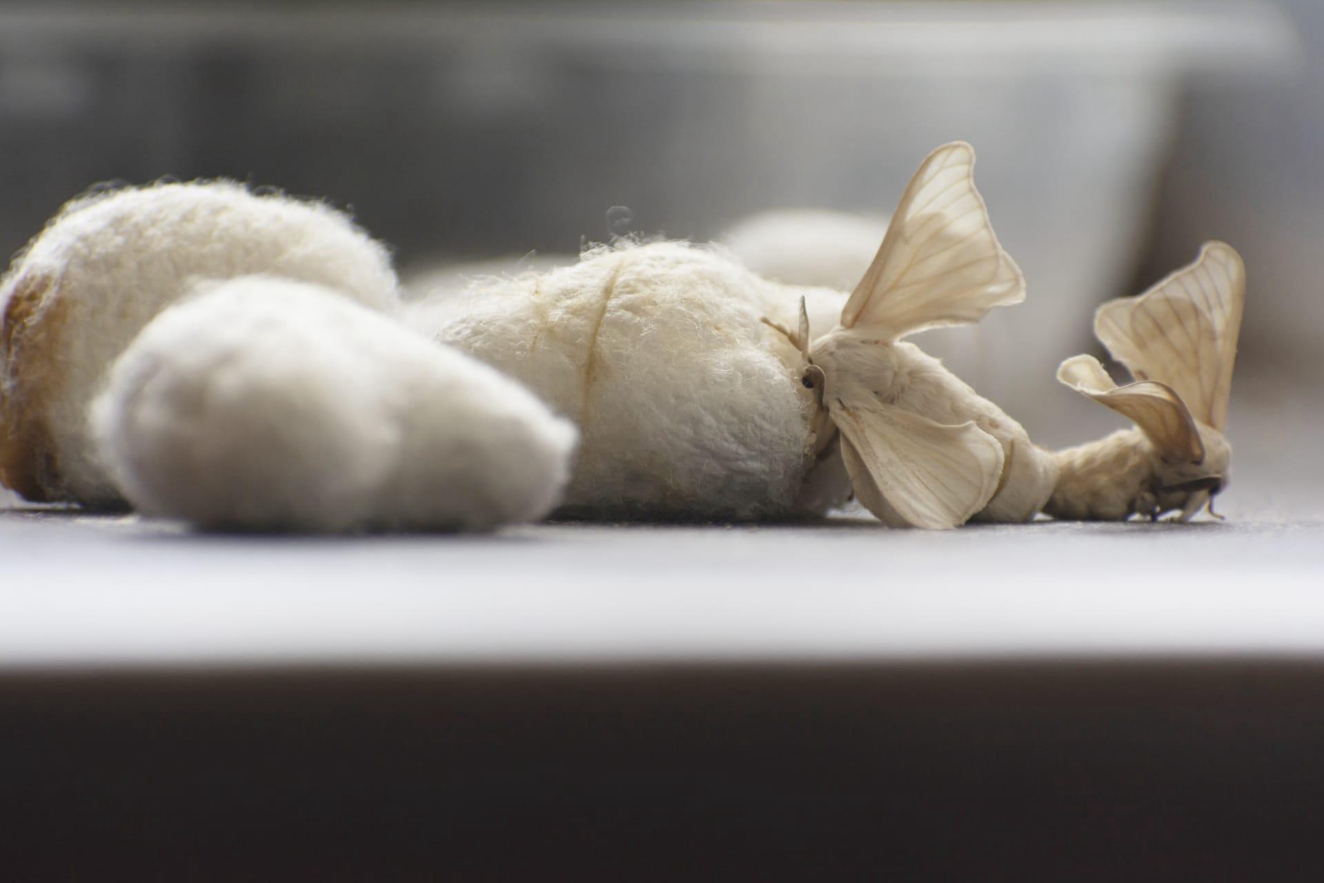 Silkworm moth pictures